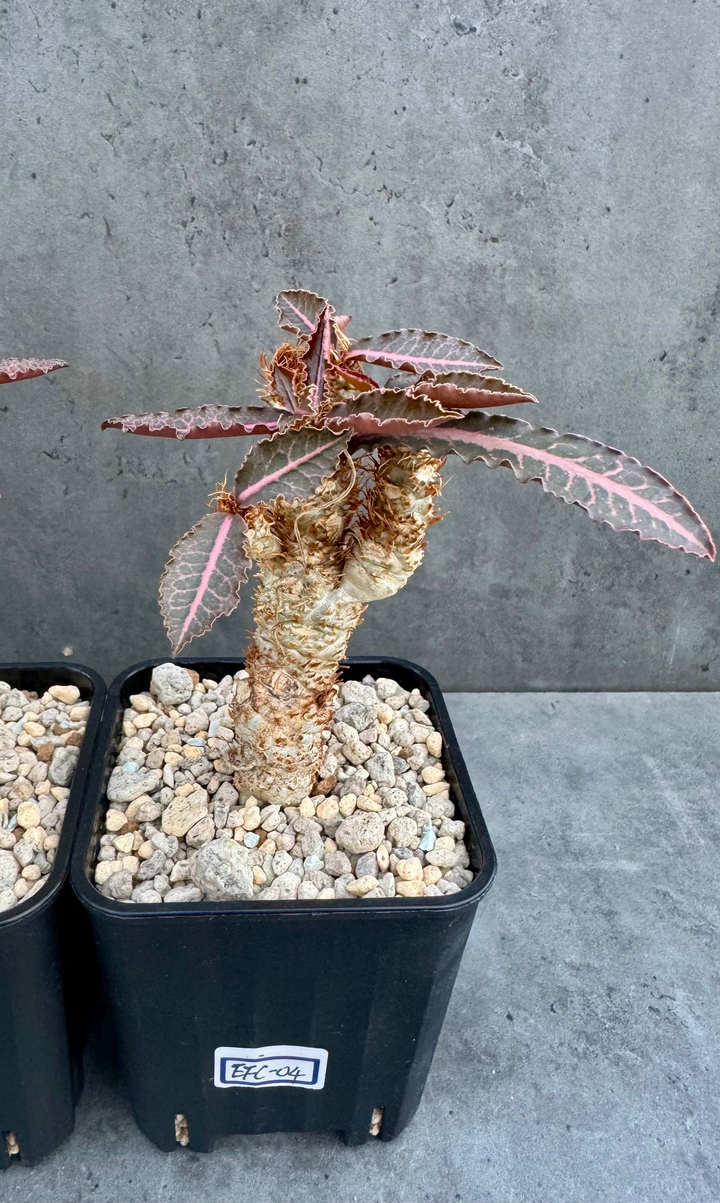 Euphorbia francoisii var. crassicaulis 'Rubrifolia' – robust kultiviert in rein mineralischem Substrat.