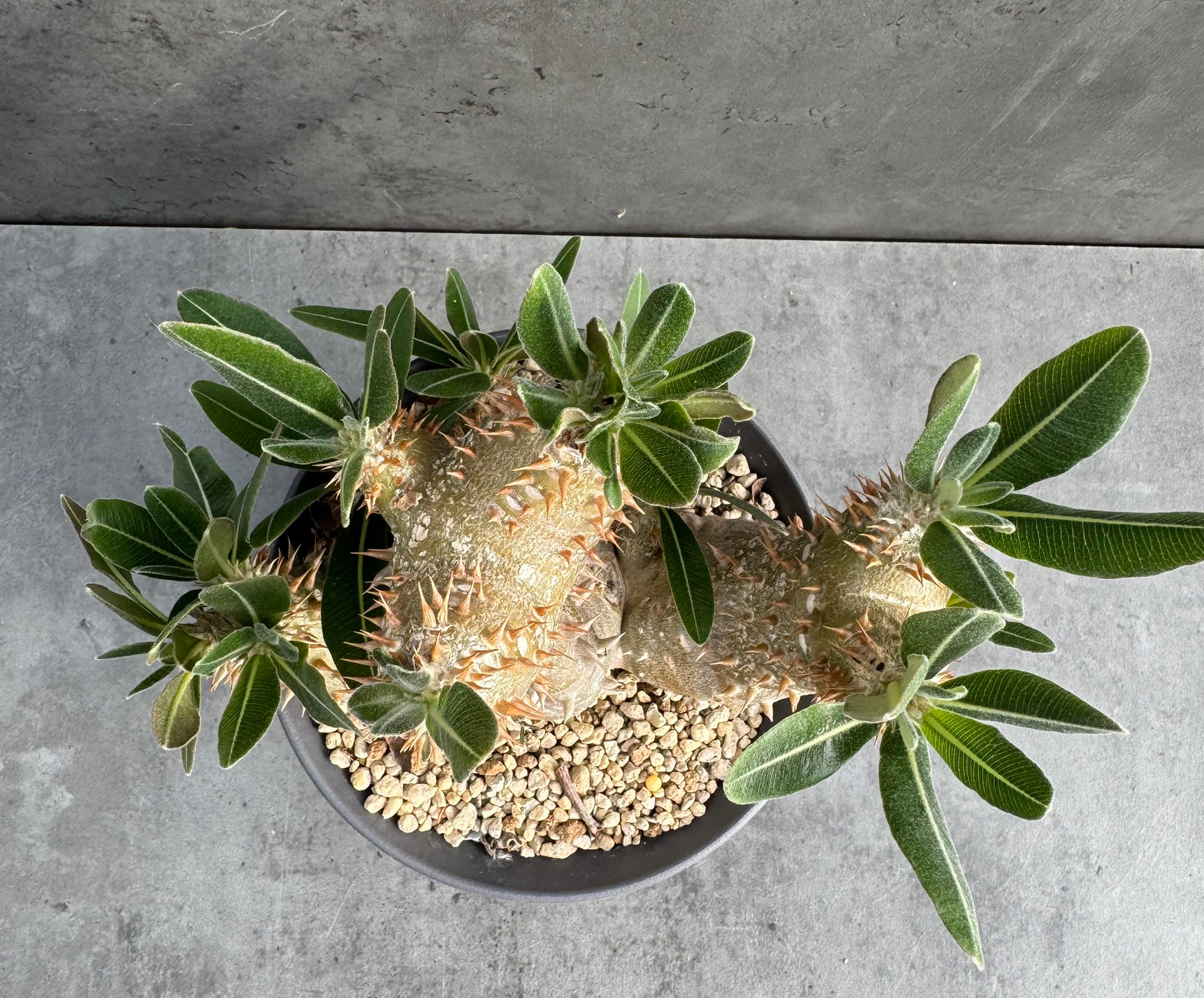 Pachypodium densiflorum große Pflanzen