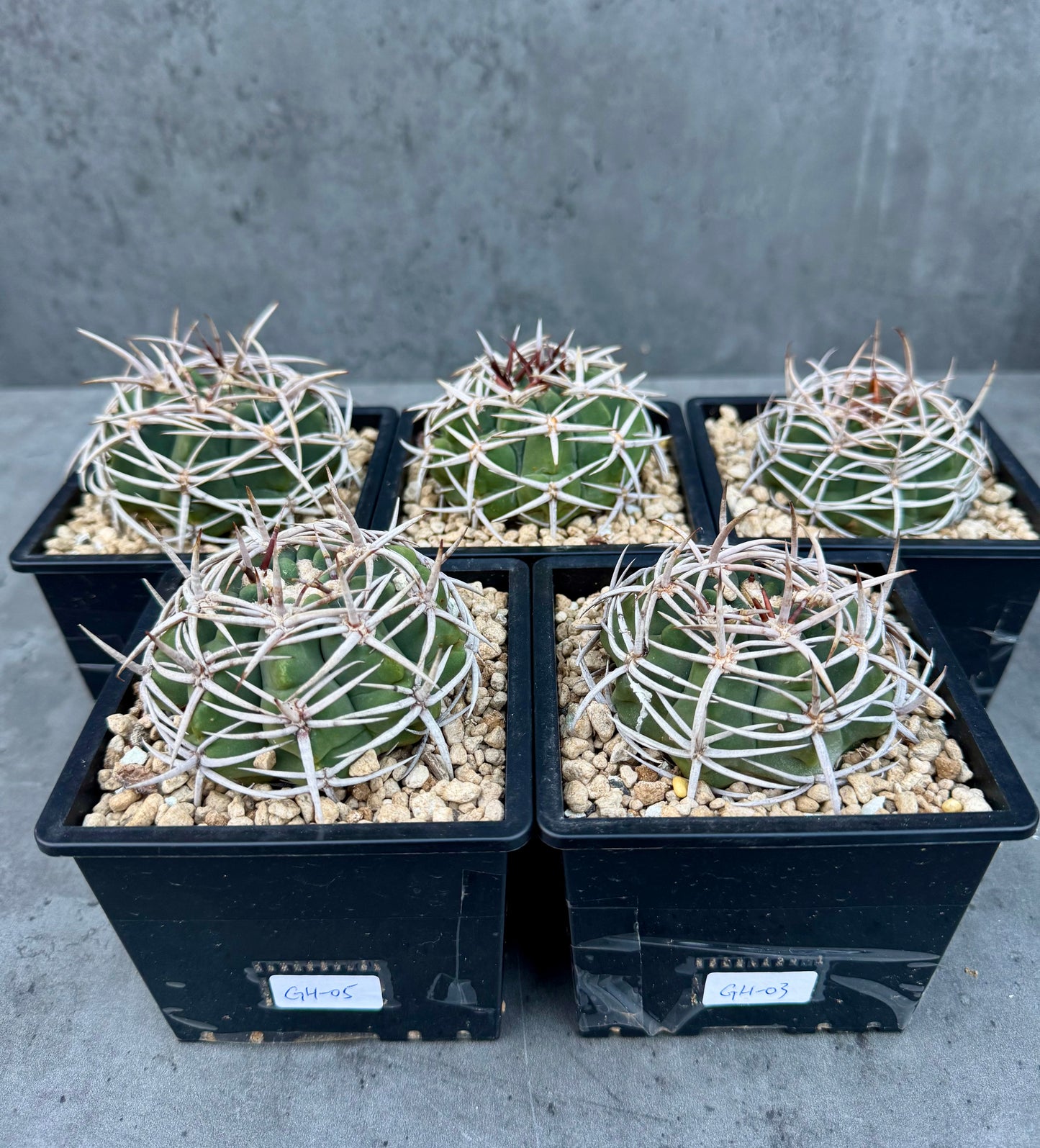 Gymnocalycium hybopleurum - super Selektion