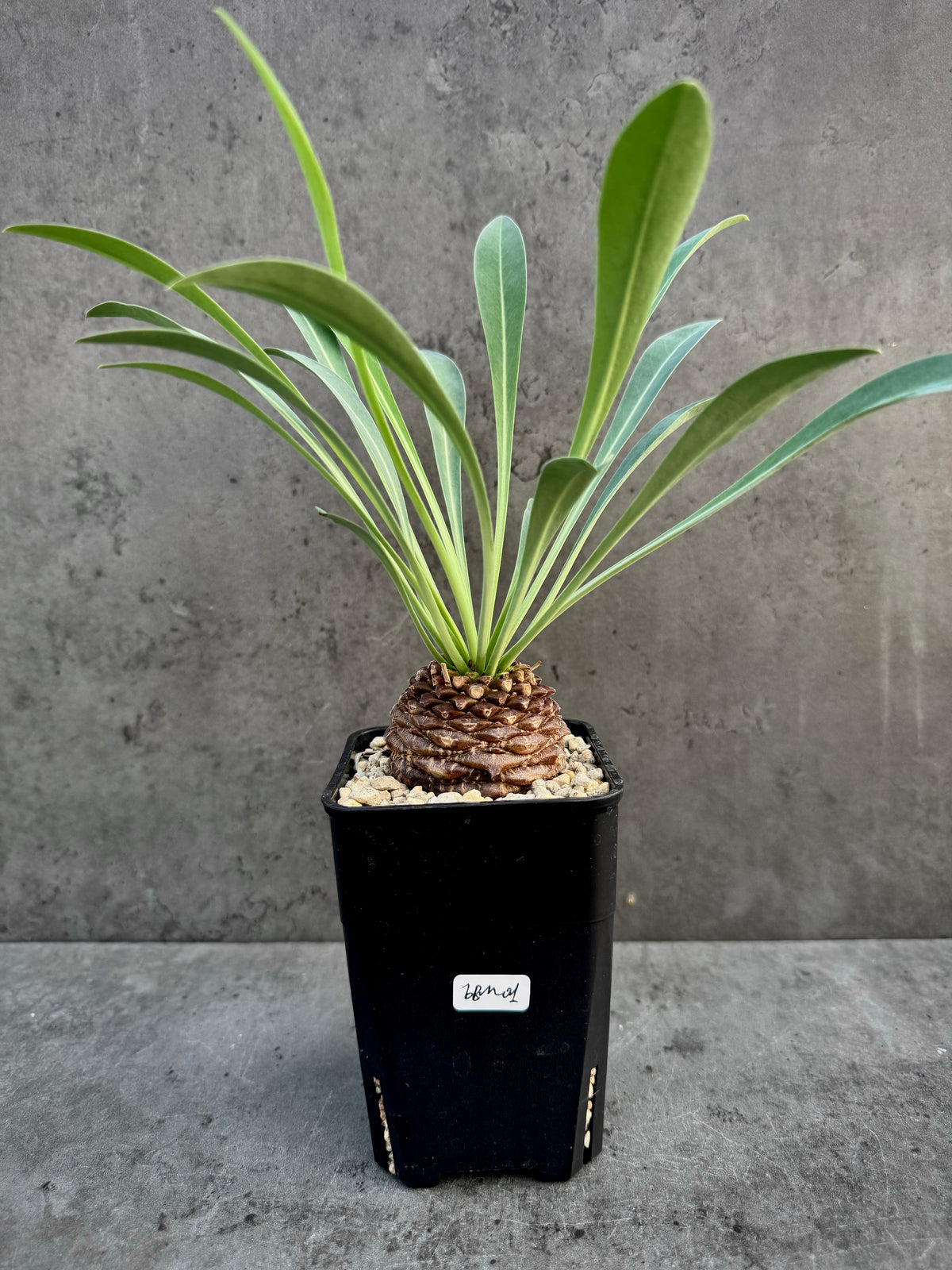 Euphorbia bupleurifolia- mittlere Größe
