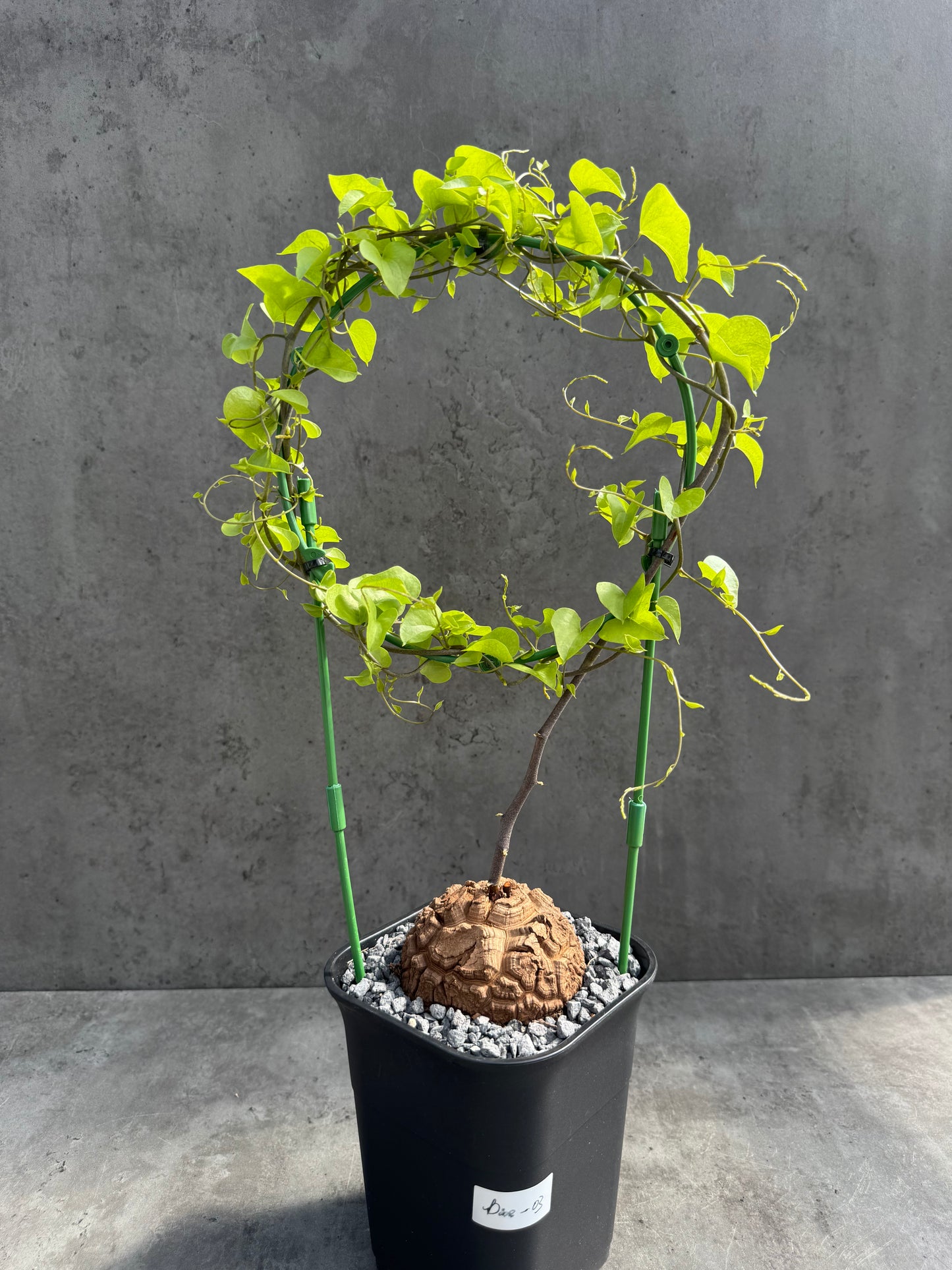 Dioscorea elephantipes – vollständig bewurzeltes Exemplar – Dioe-03