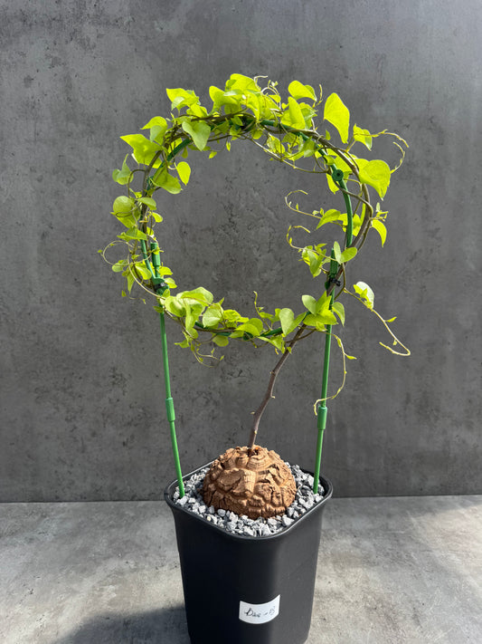 Dioscorea elephantipes – vollständig bewurzeltes Exemplar – Dioe-03