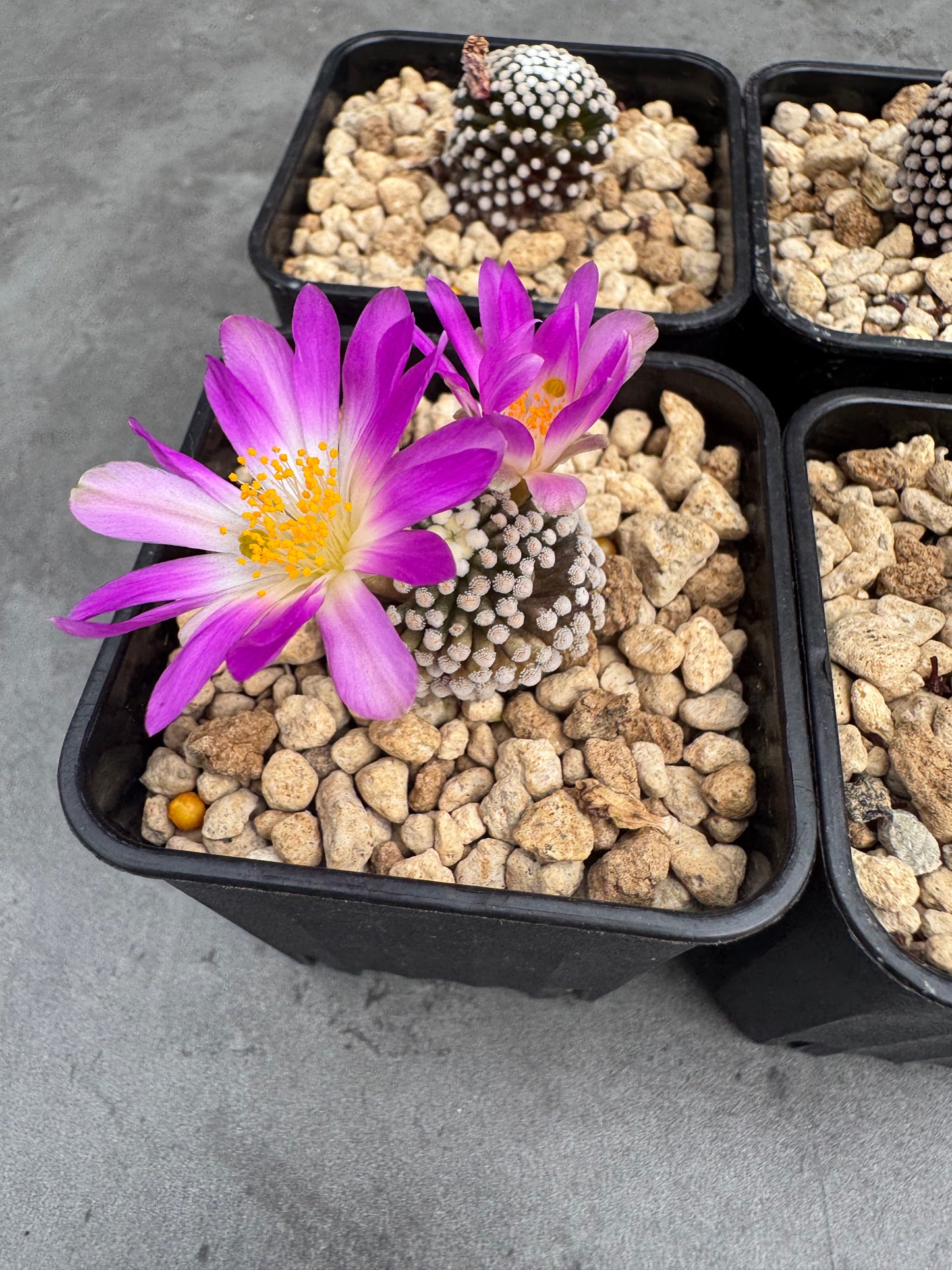 Mammillaria luethyi - wurzelecht