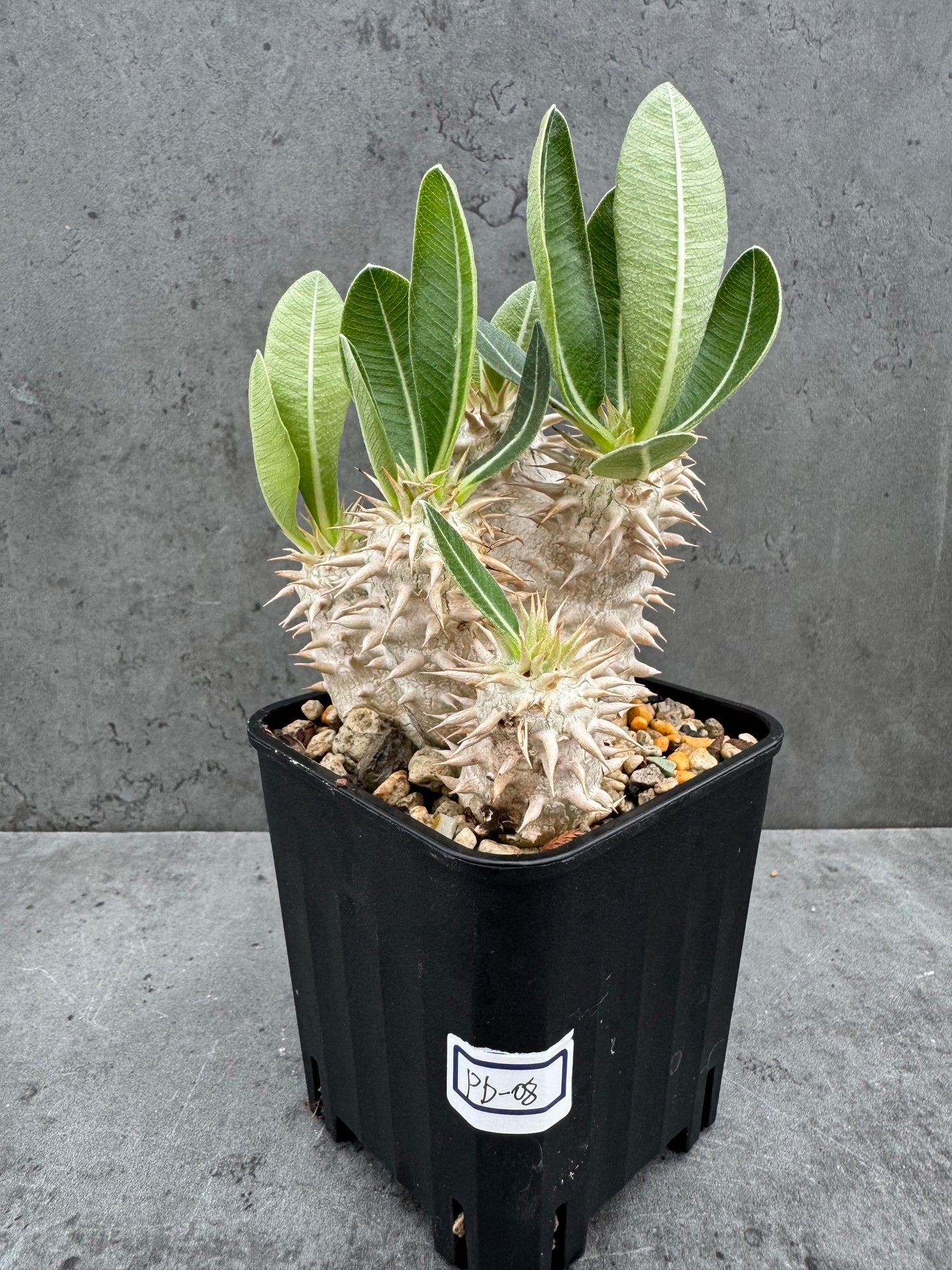 Pachypodium densiflorum