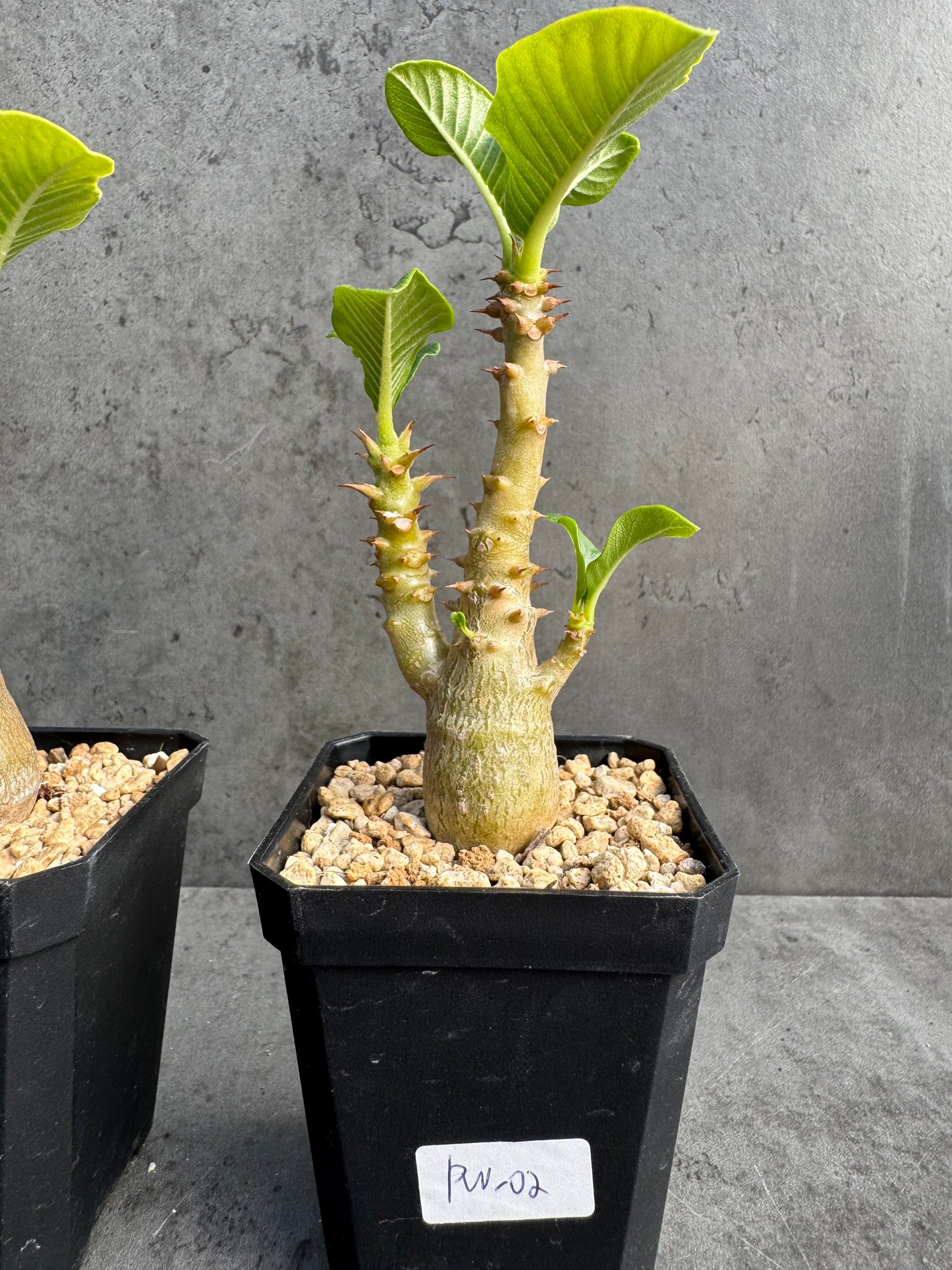 Pachypodium windsorii