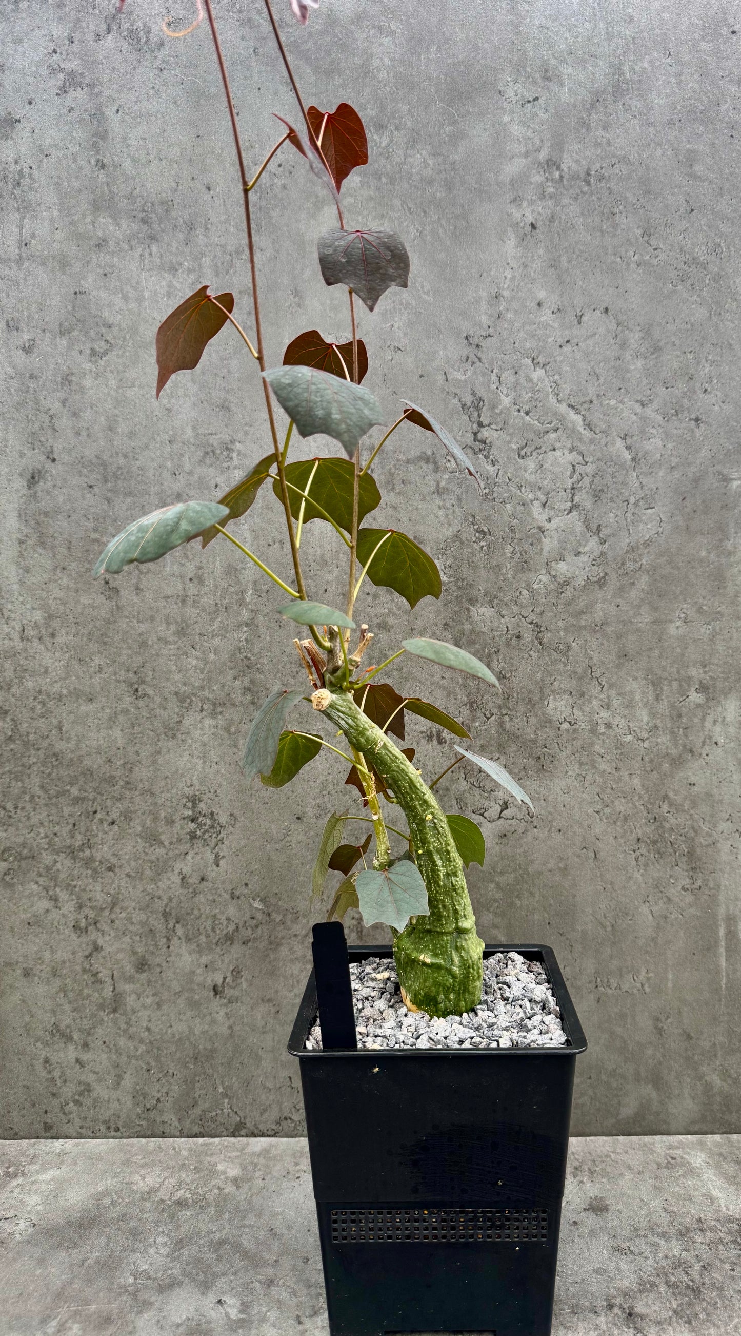 Adenia stylosa - red leaf