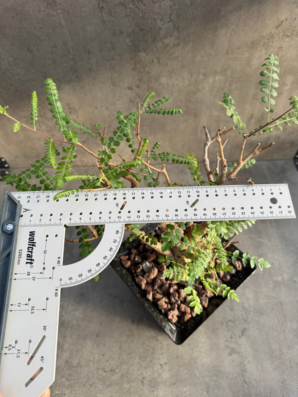 Boswellia neglecta – Afrikanischer Weihrauchbaum - XXL Exemplar