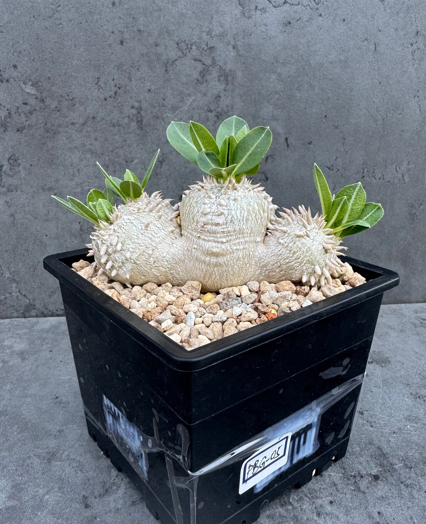 Pachypodium brevicaule – Kulturpflanzen aus deutscher Nachzucht - wurzelecht 9,2cm