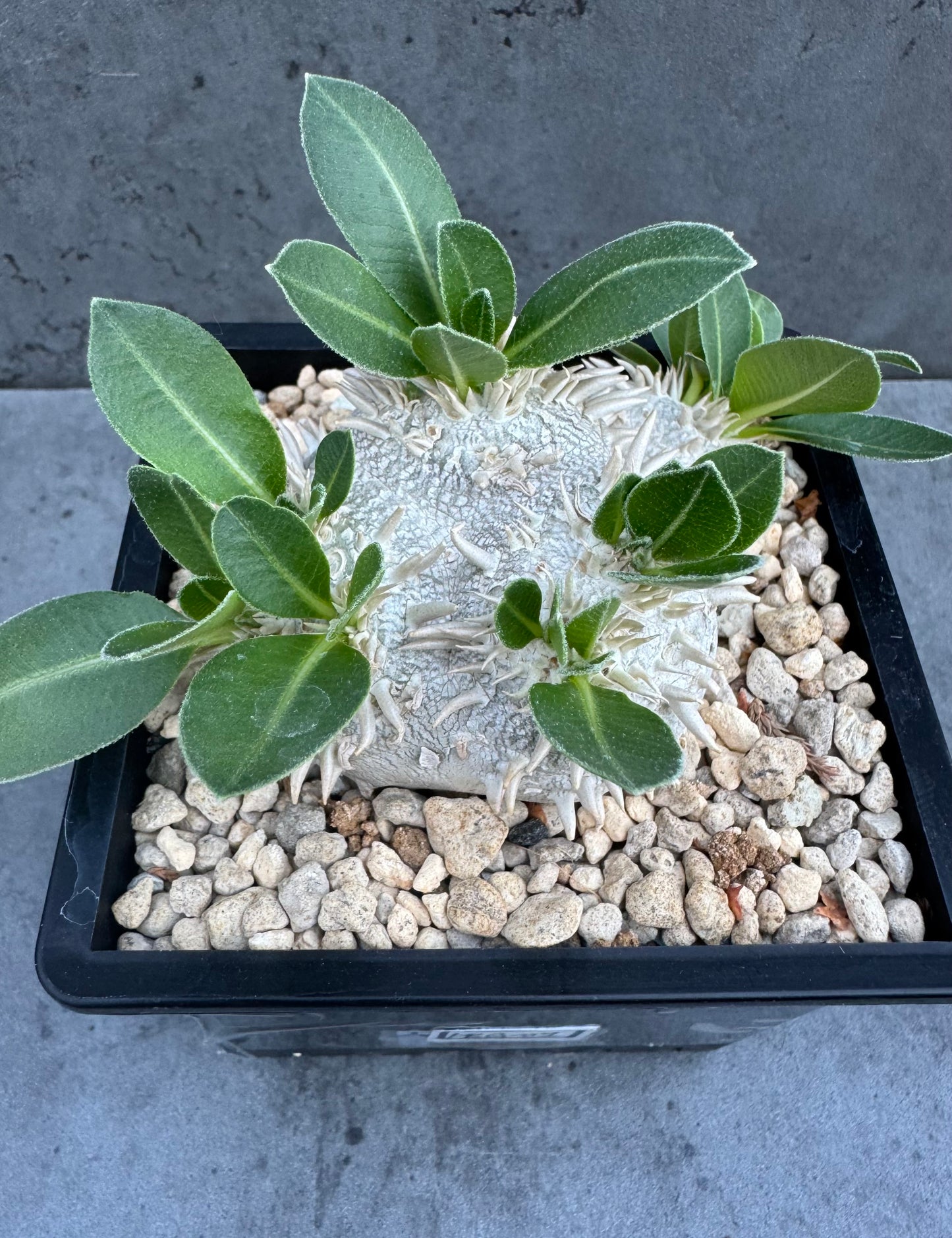 Pachypodium brevicaule – Kulturpflanzen aus deutscher Nachzucht - wurzelecht 8,5cm
