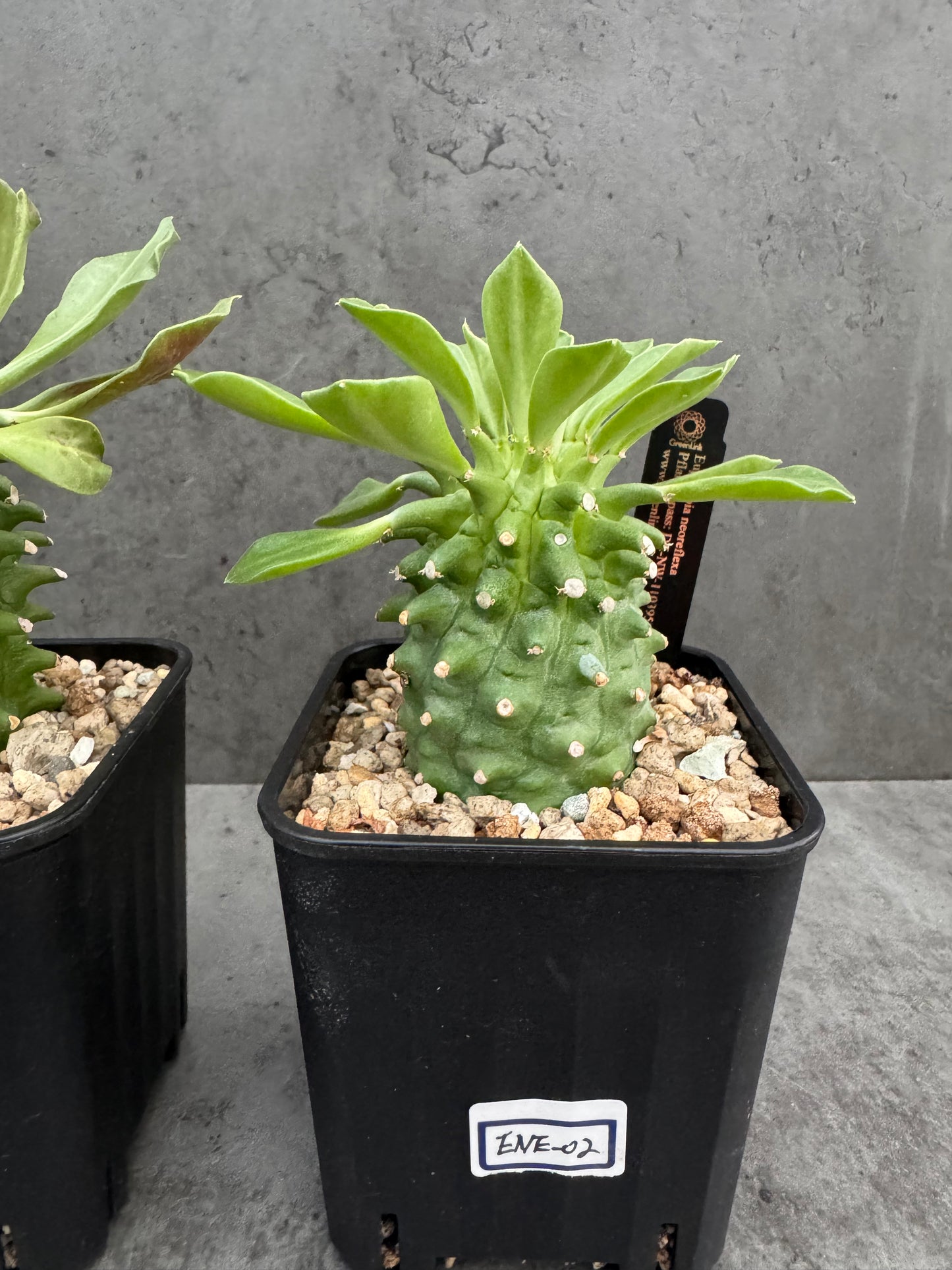 Euphorbia neoreflexa