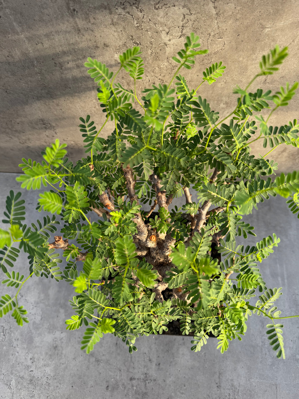 Senna meridionalis XXL - ein exklusives Exemplar!