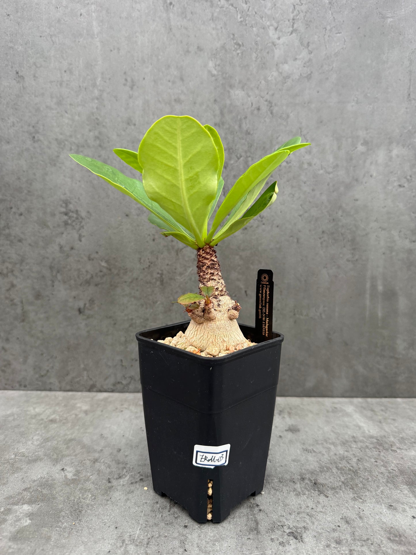 Euphorbia ramena - Riesenpflanzen