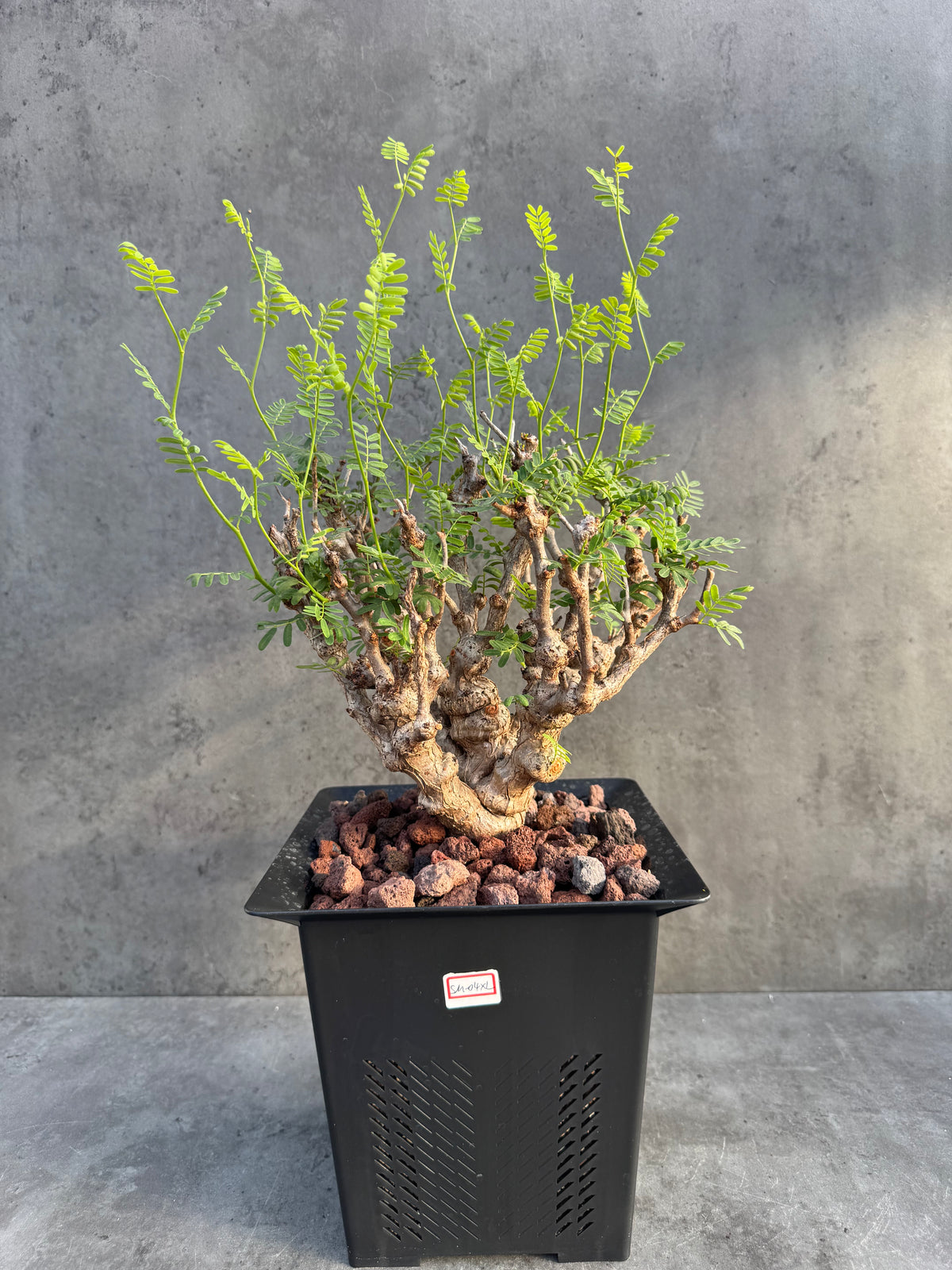 Senna meridionalis - ein exklusives Exemplar! (XL-04)