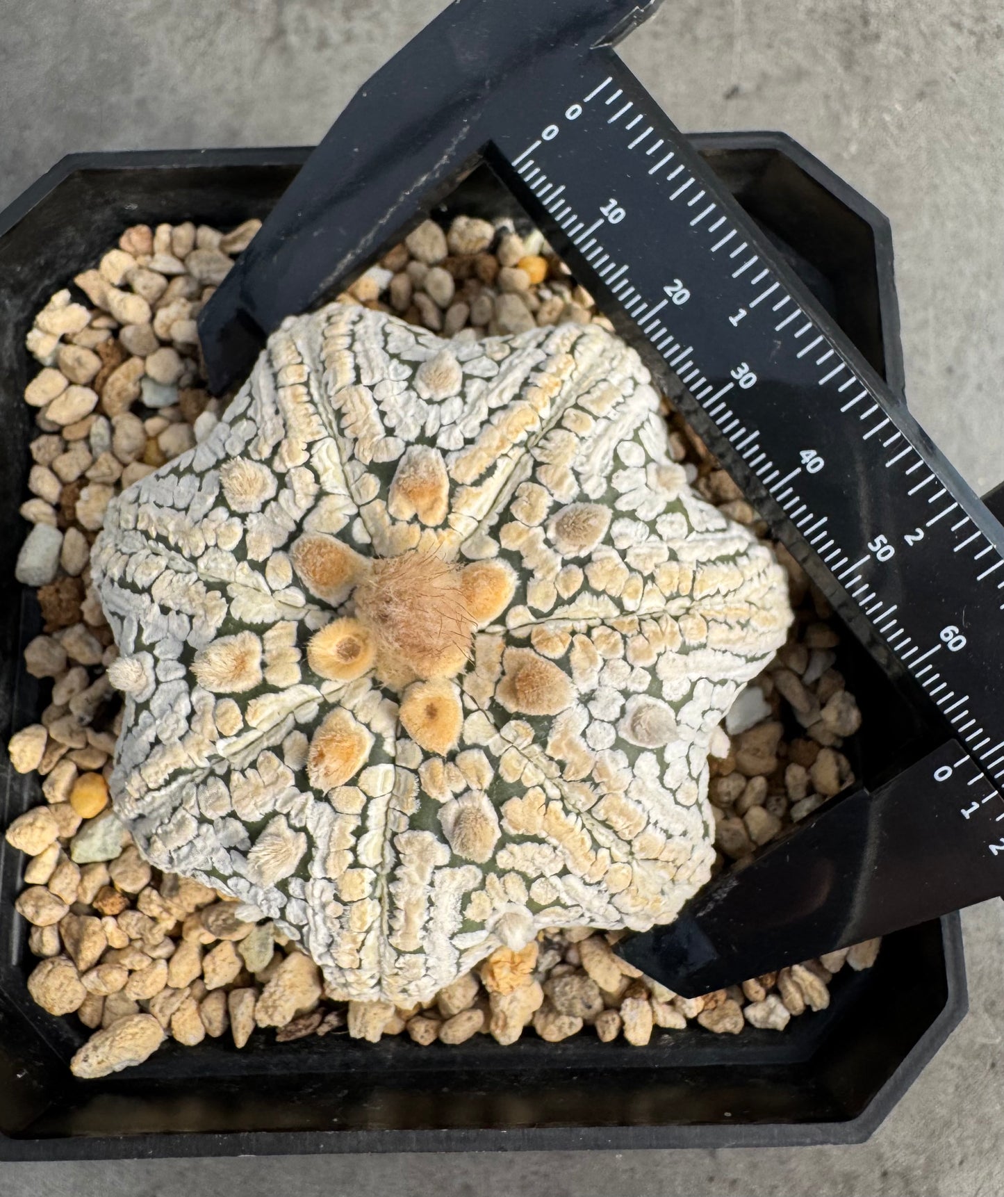 Astrophytum asterias miracle