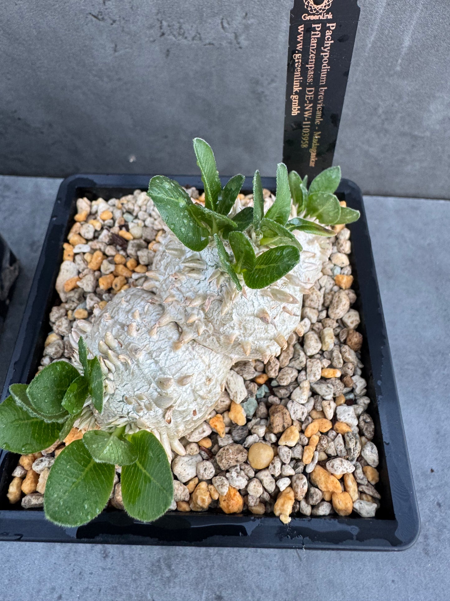 Pachypodium brevicaule – Seltene, steinartige Caudexpflanze aus Madagaskar, wurzelecht 7-8cm
