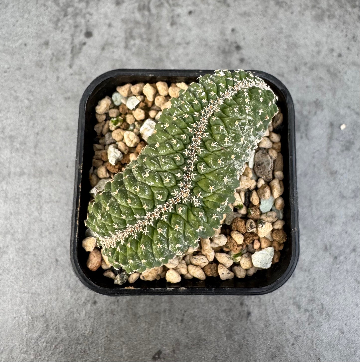 strombocactus disciformis f cristata
