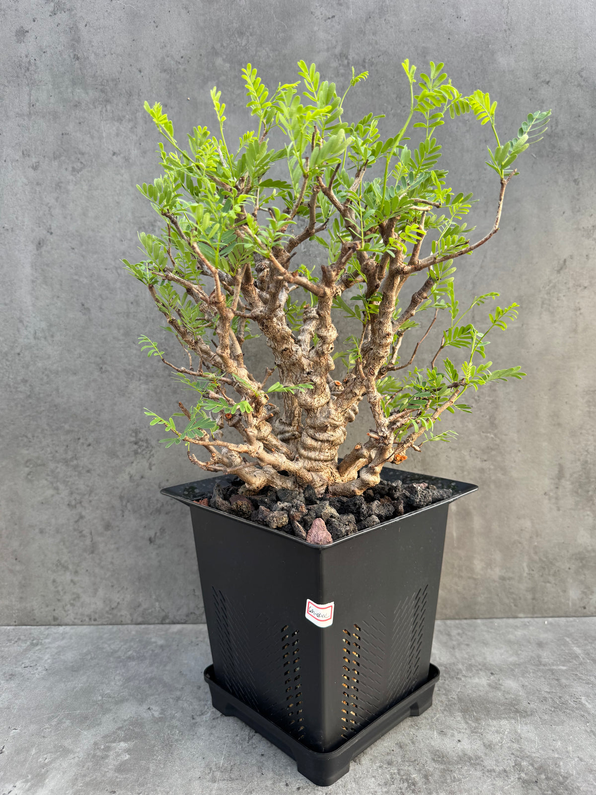 Senna meridionalis XXL - ein exklusives Exemplar! (XXL-03)