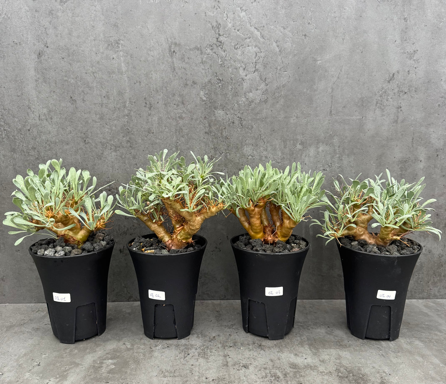 Othonna euphorbioides - Der Monsterbaum der Othonna