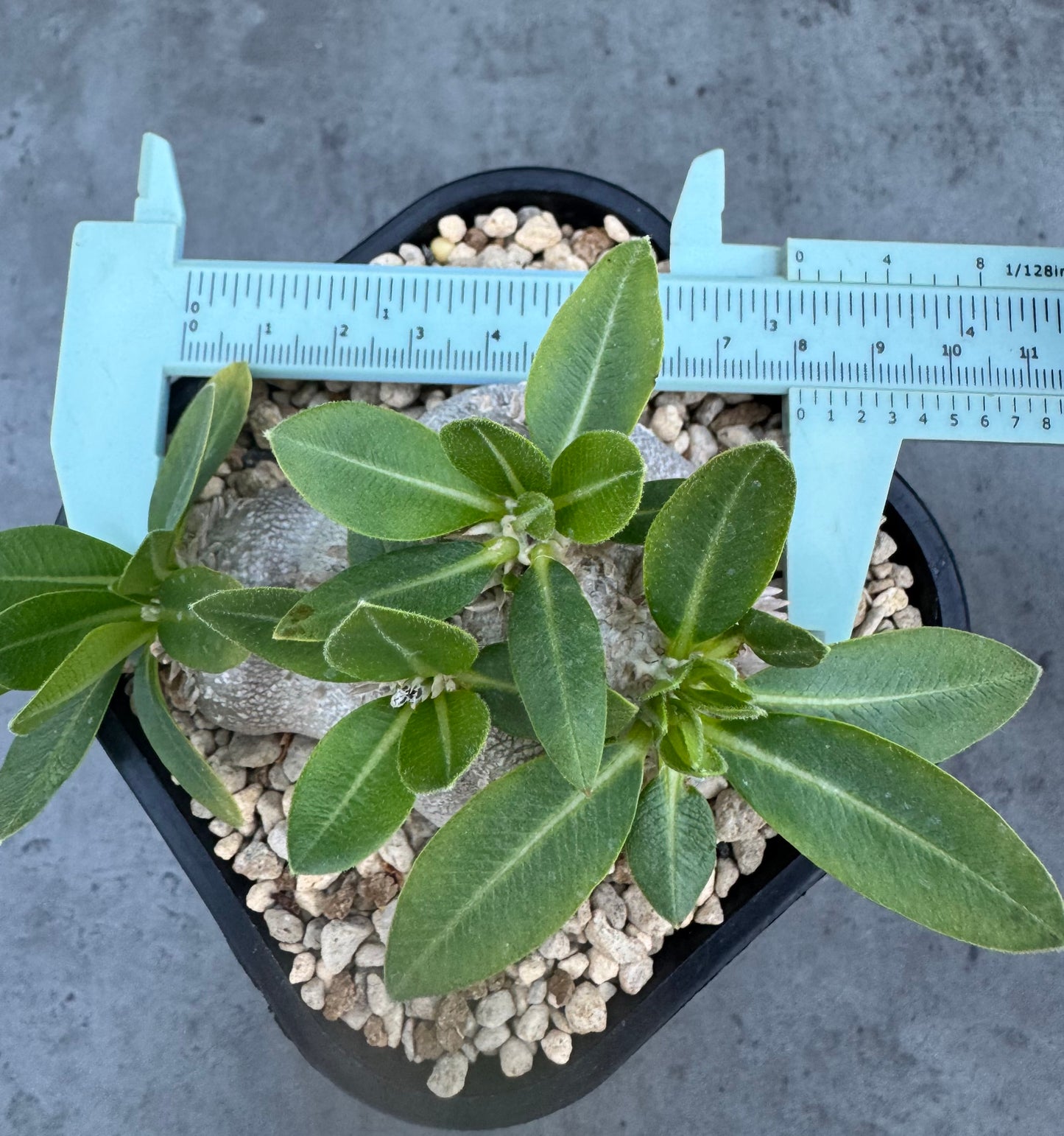 Pachypodium brevicaule – Kulturpflanzen aus deutscher Nachzucht - wurzelecht 8,5cm