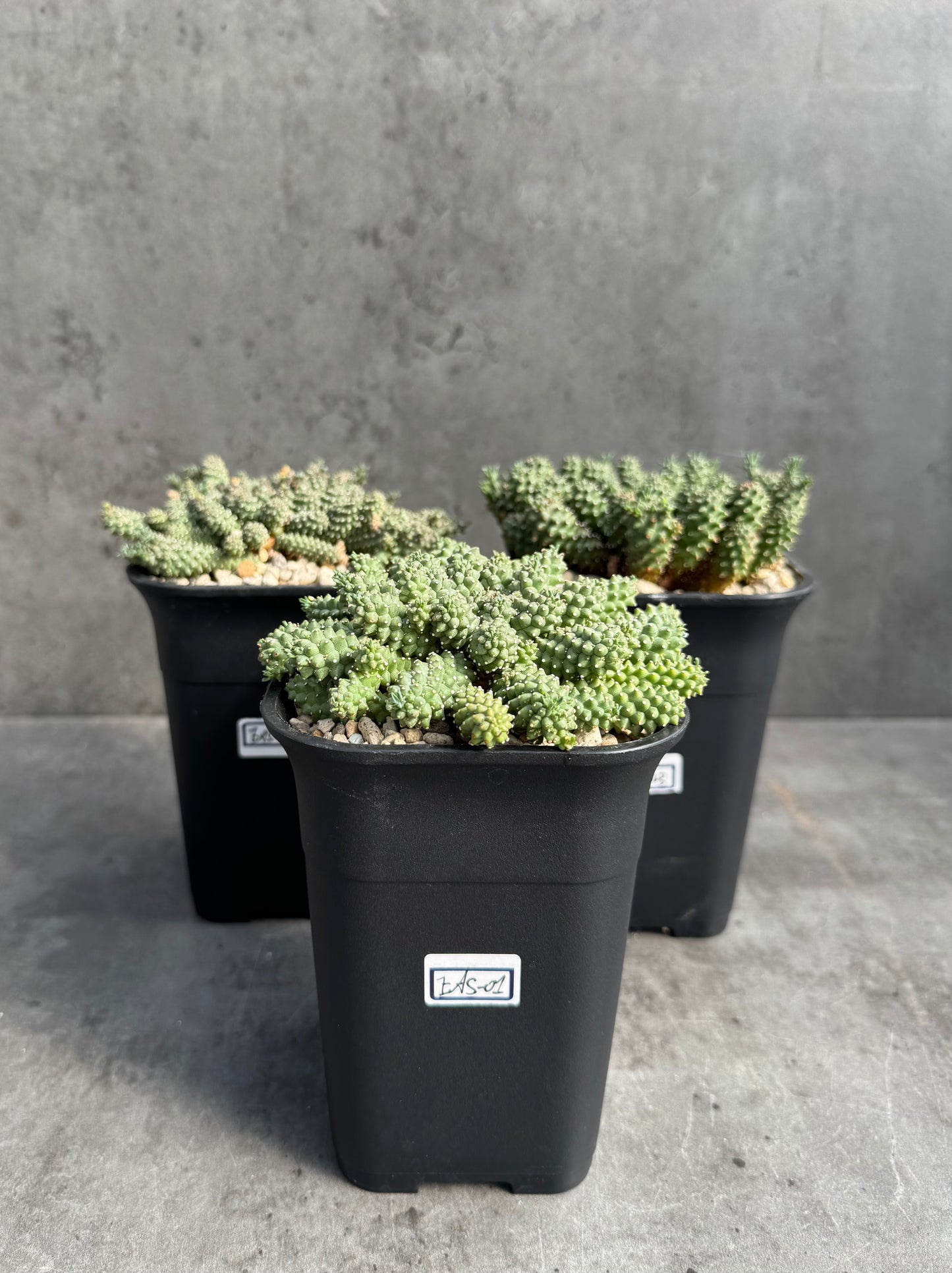 Euphorbia atroviridis