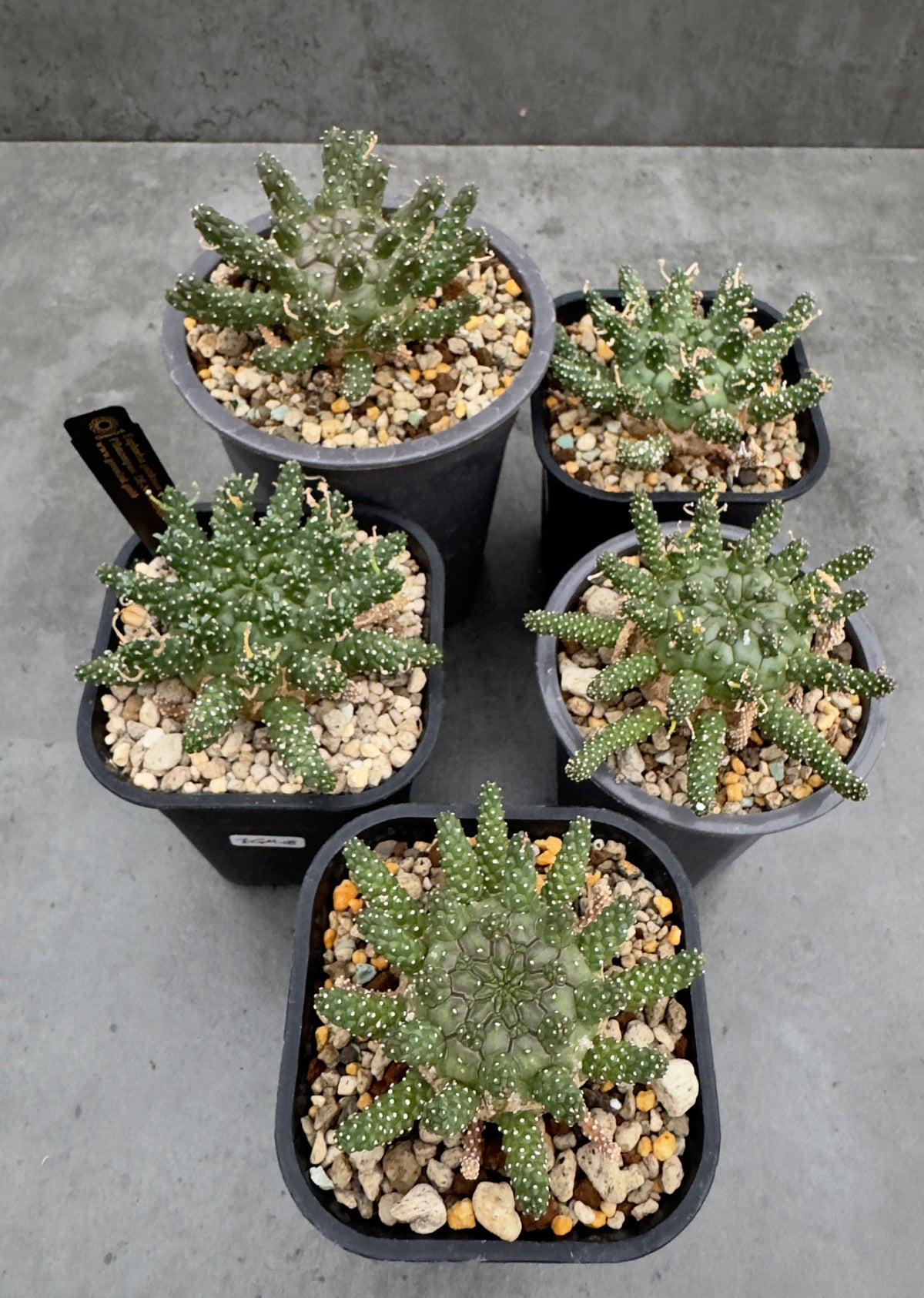 Euphorbia gamkensis