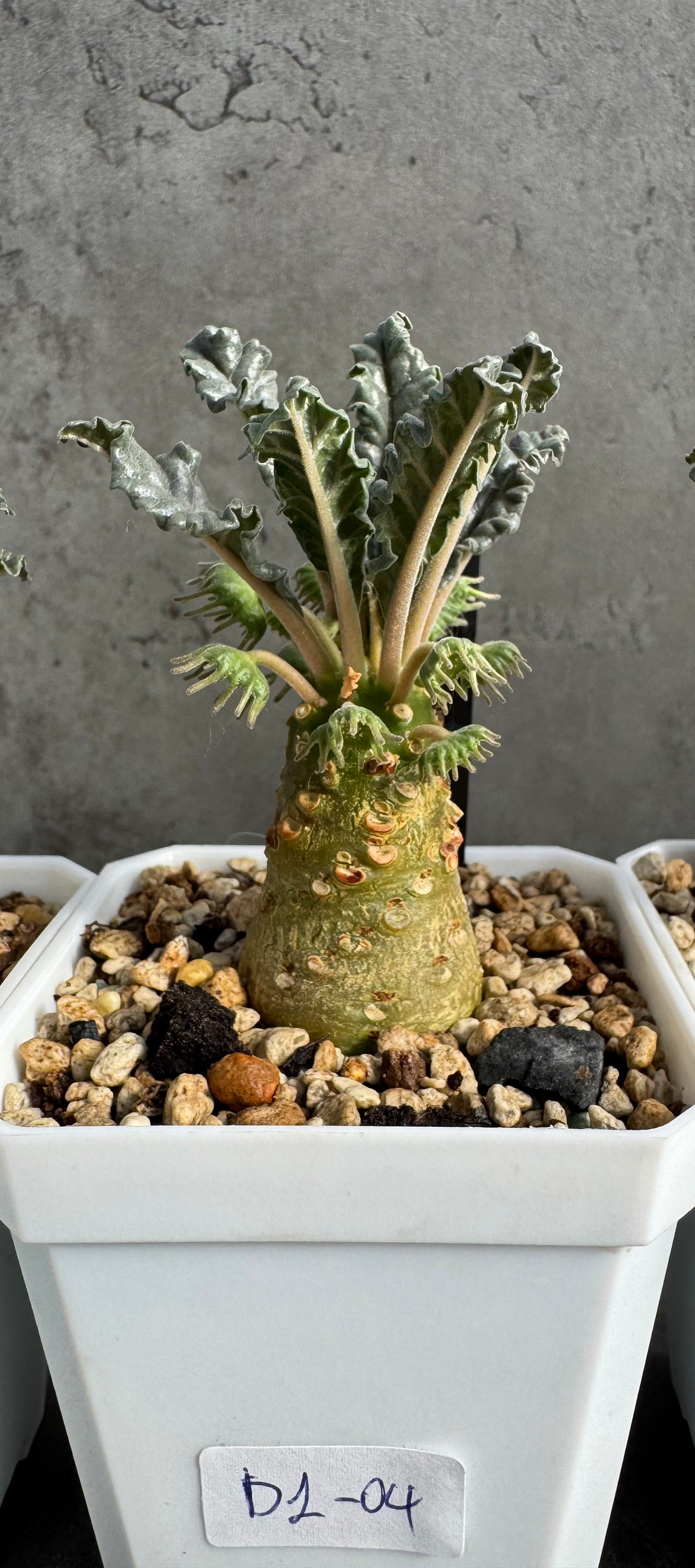 Dorstenia Lavrani