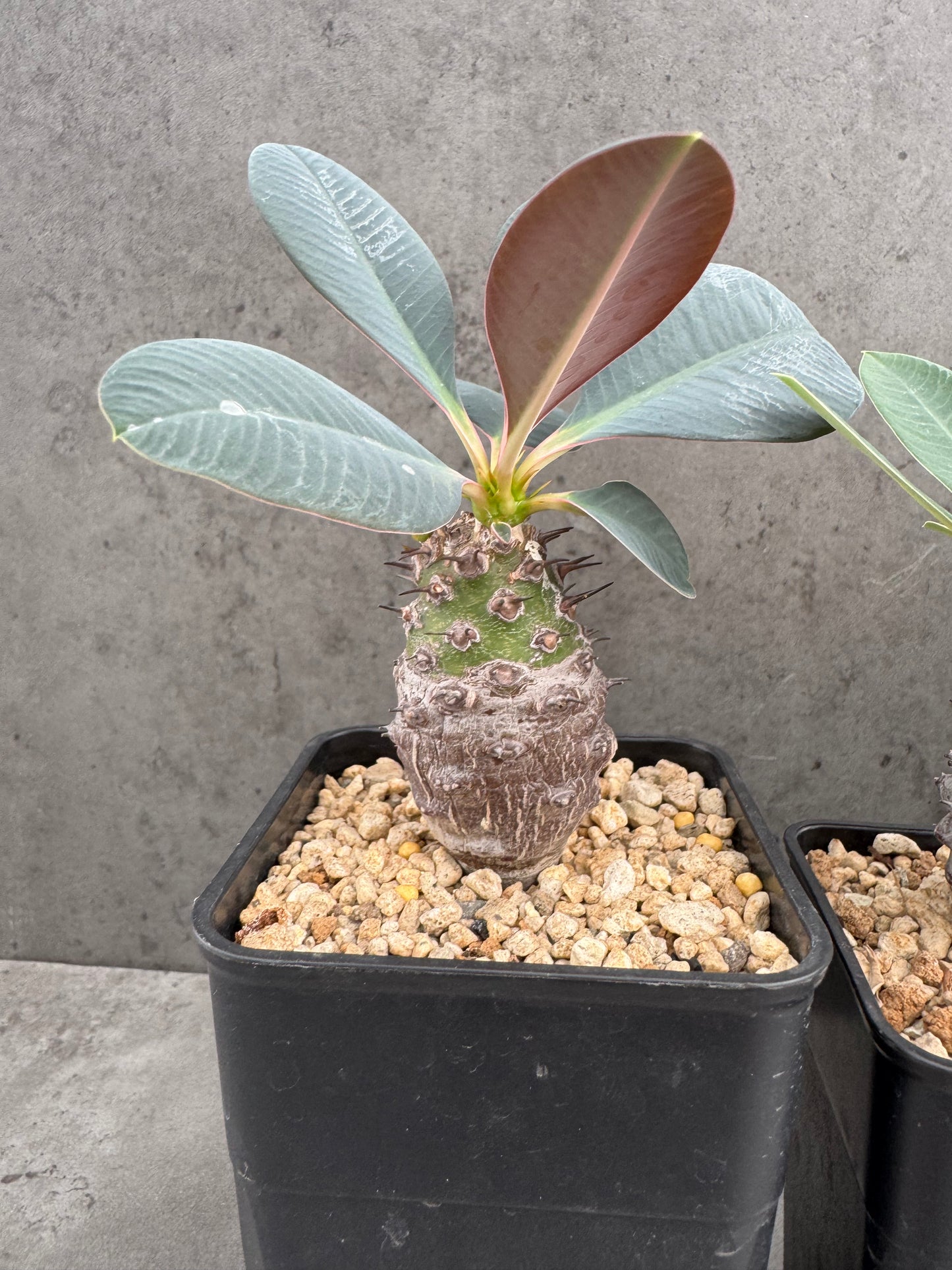 Euphorbia pachypodioides