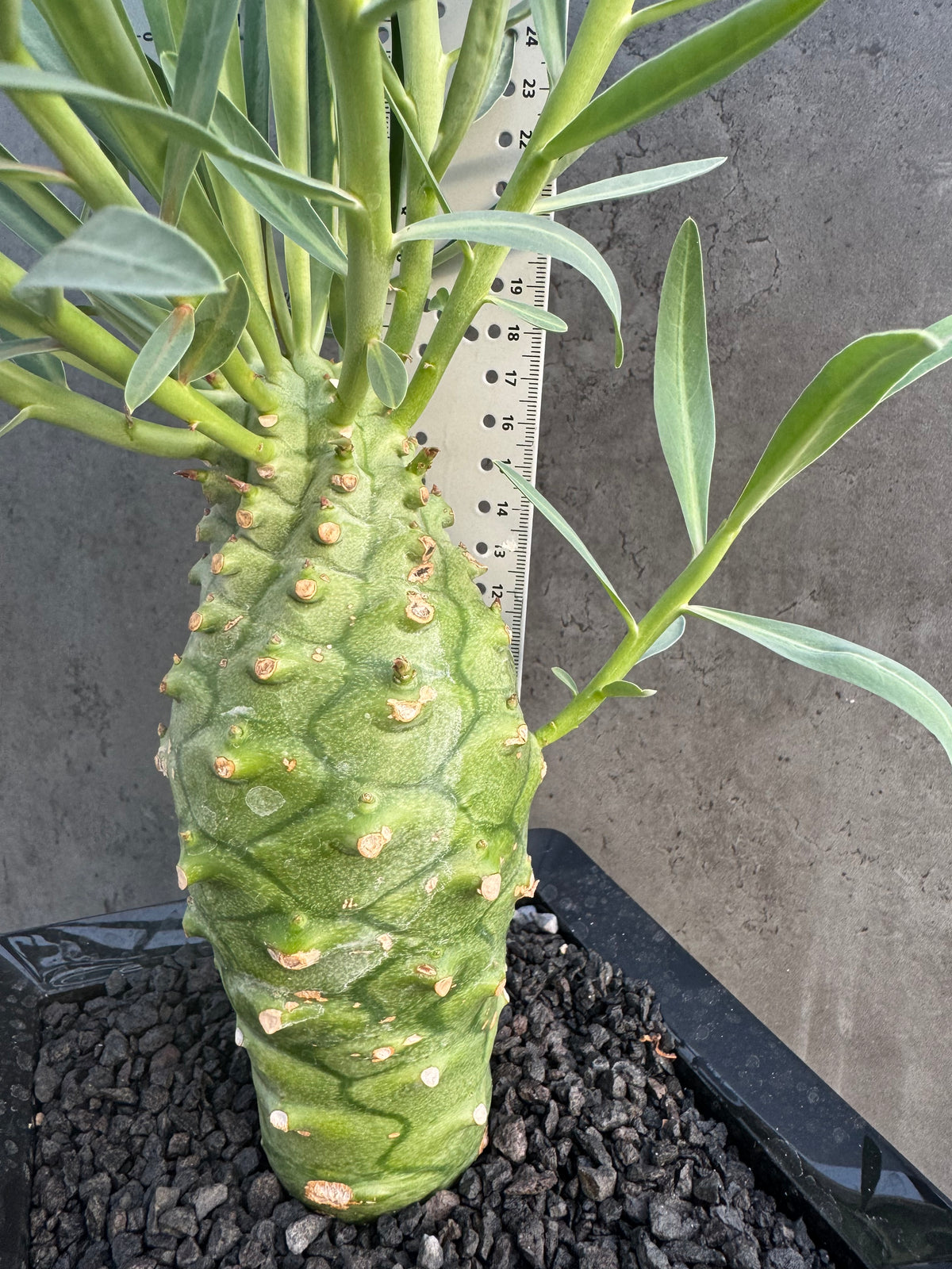 Euphorbia monteiroi – Angola Form (XXL - EM-02)