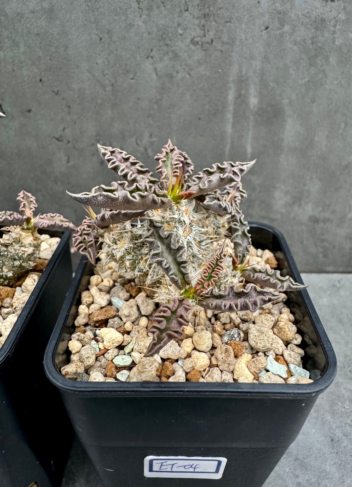 Euphorbia tulearensis