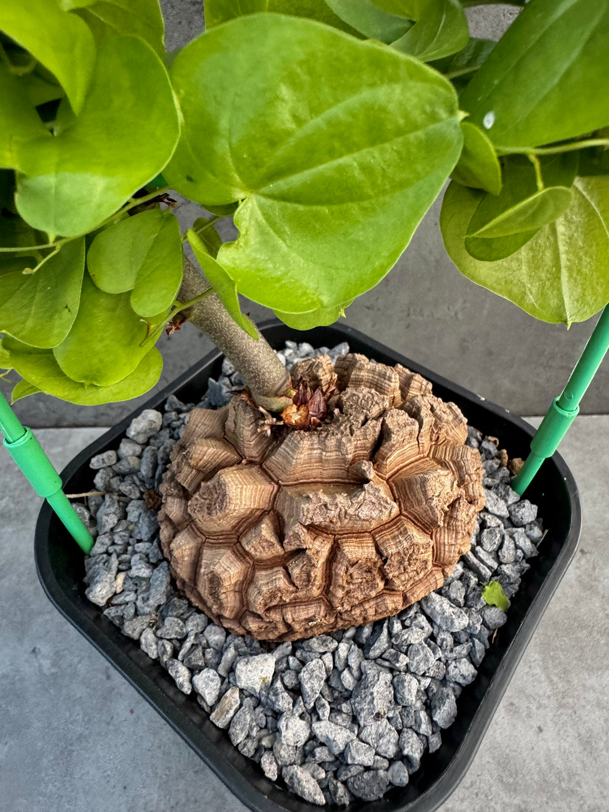Dioscorea elephantipes – vollständig bewurzeltes Exemplar – Dio-10