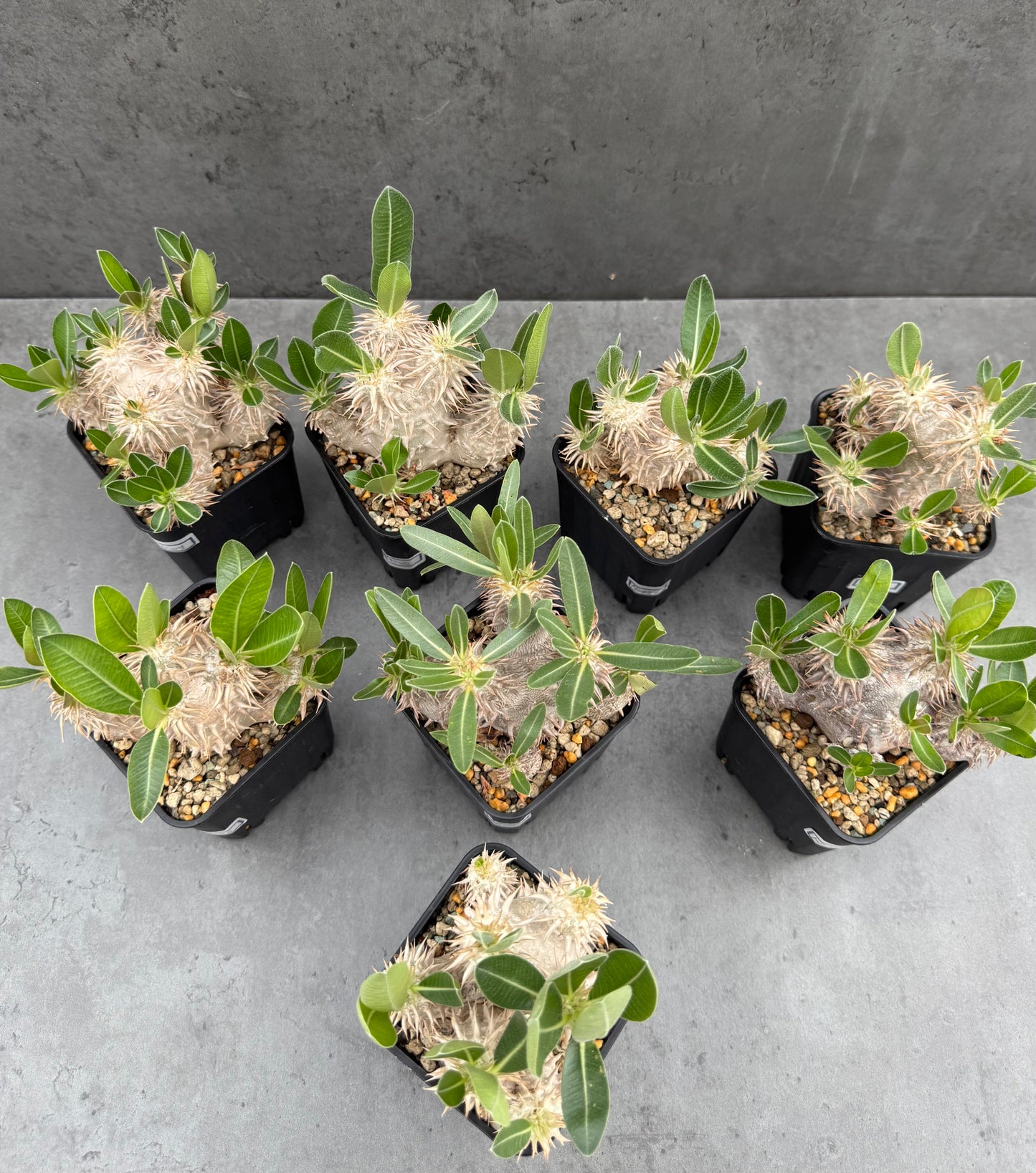 Pachypodium densiflorum