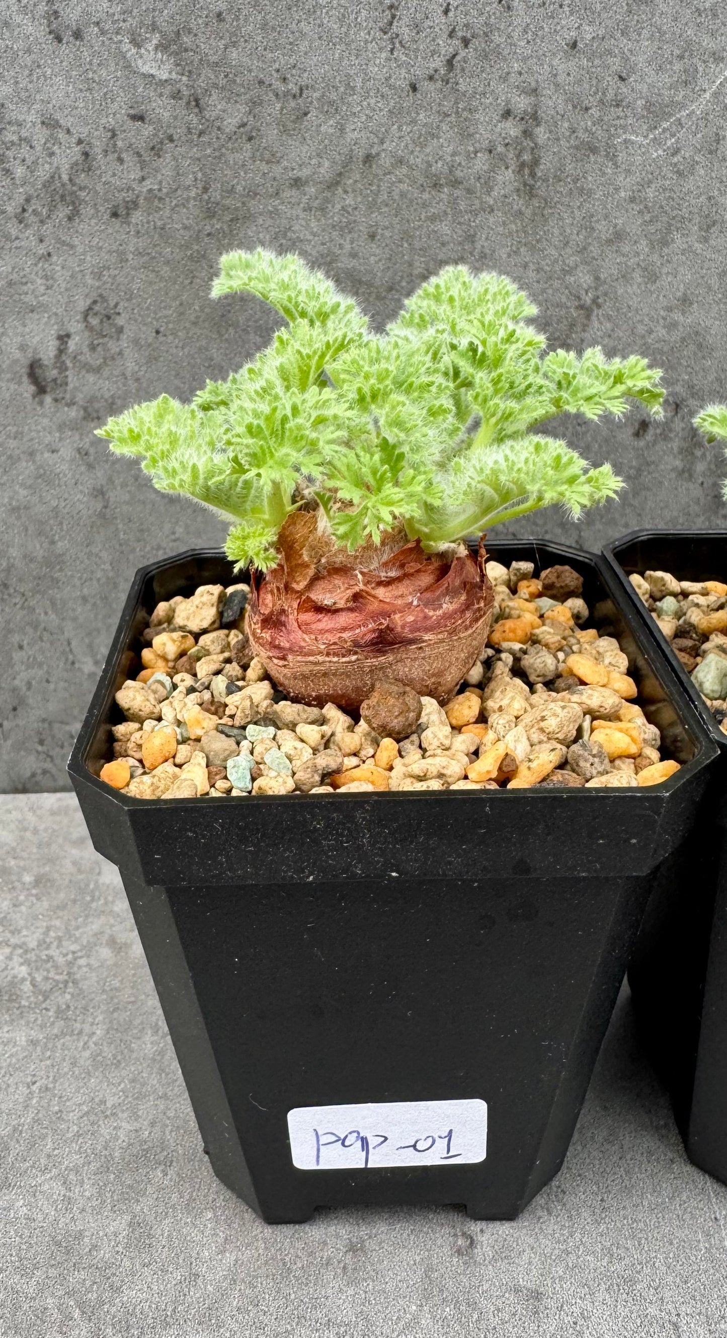 Pelargonium appendiculatum