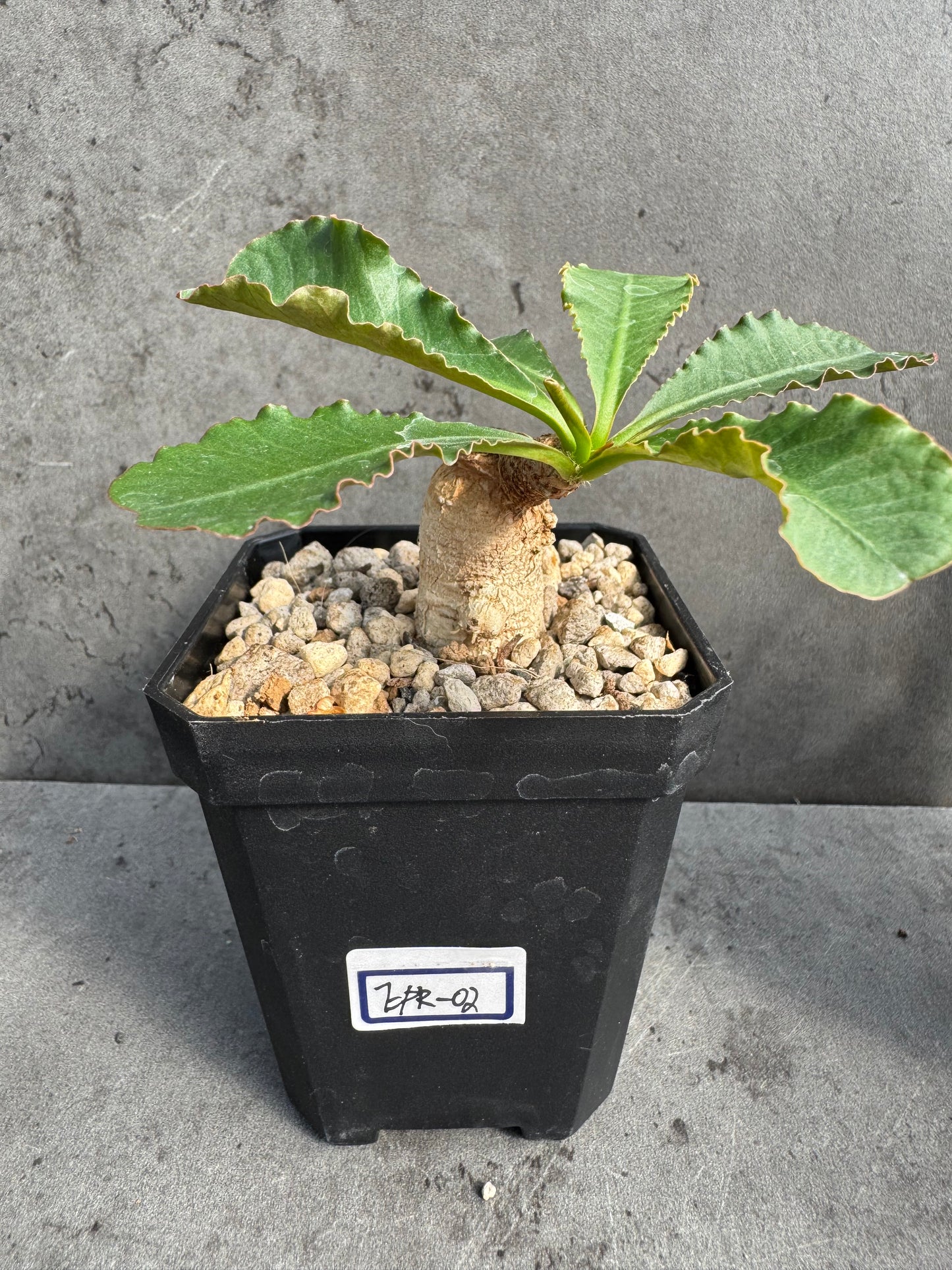 Euphorbia primulifolia