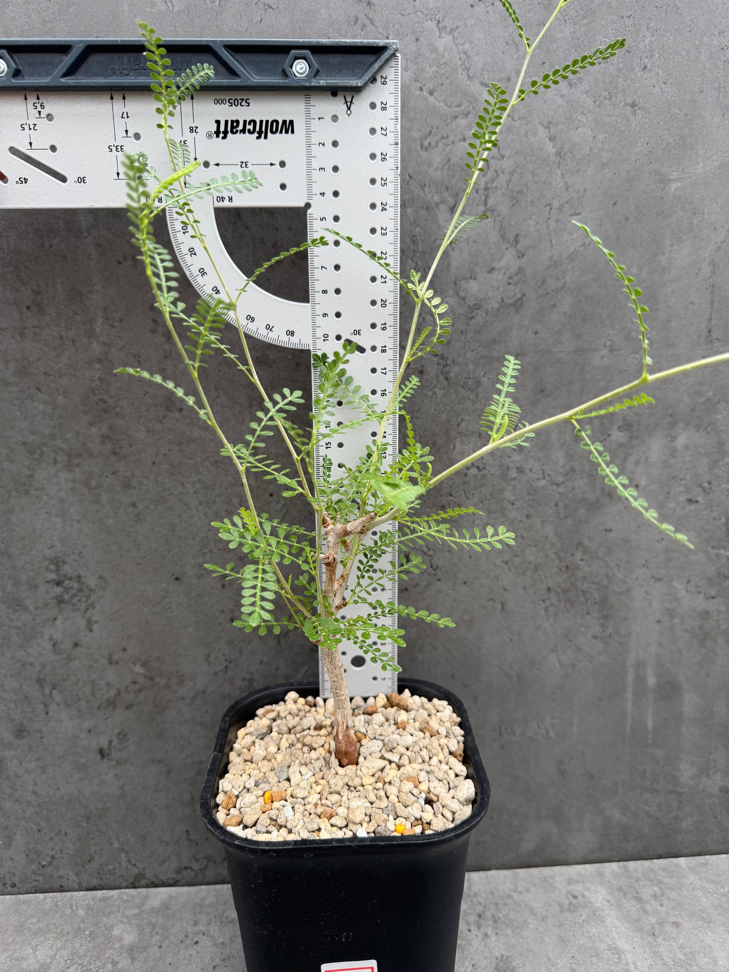 Operculicarya hyphaenoides -Rarität