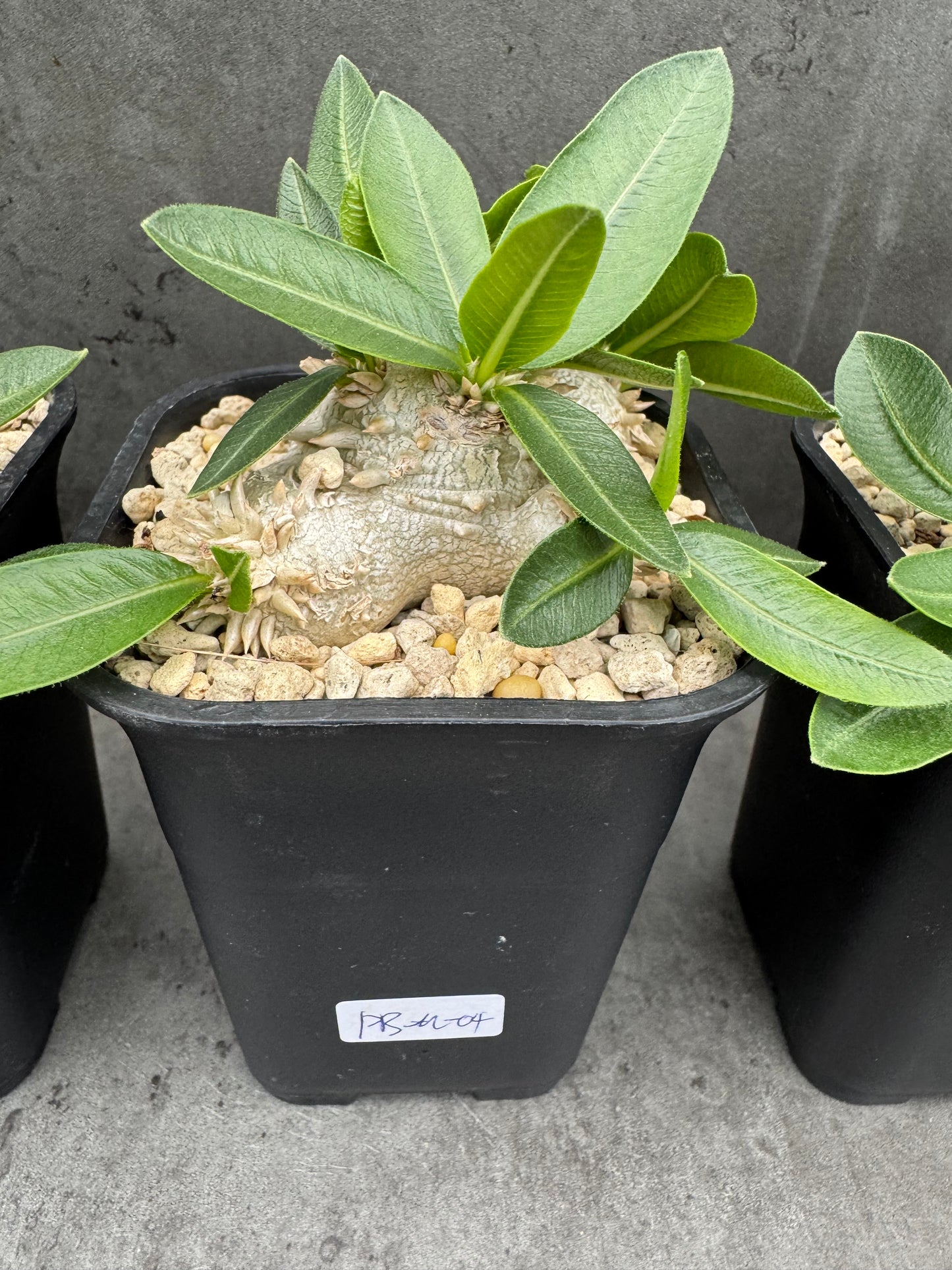 Pachypodium brevicaule - wurzelecht 7cm