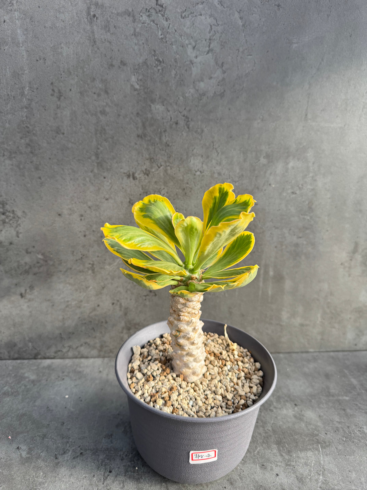Euphorbia poissonii variegata - Wurzelechte Exemplare