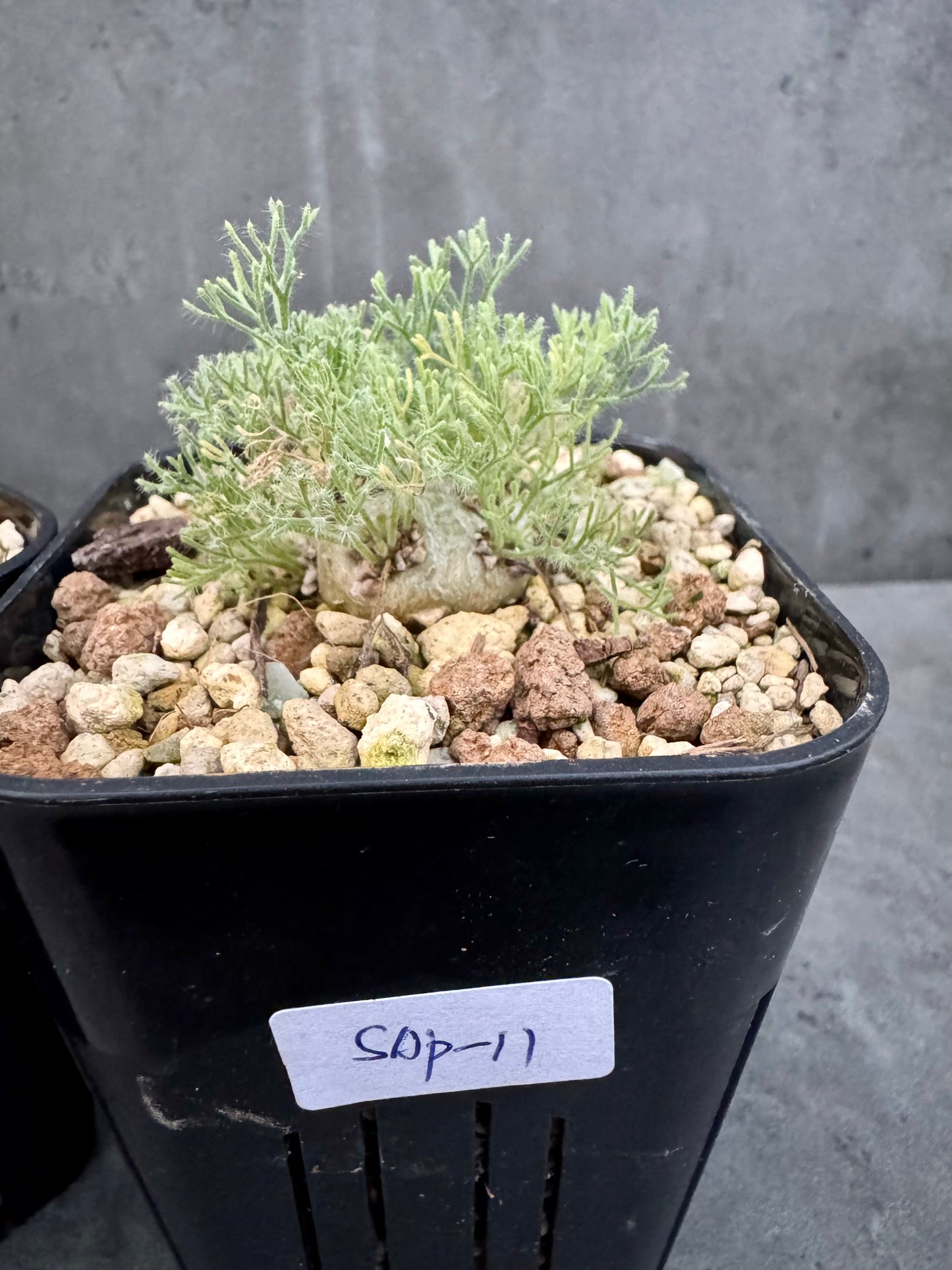 Sarcocaulon peniculinum