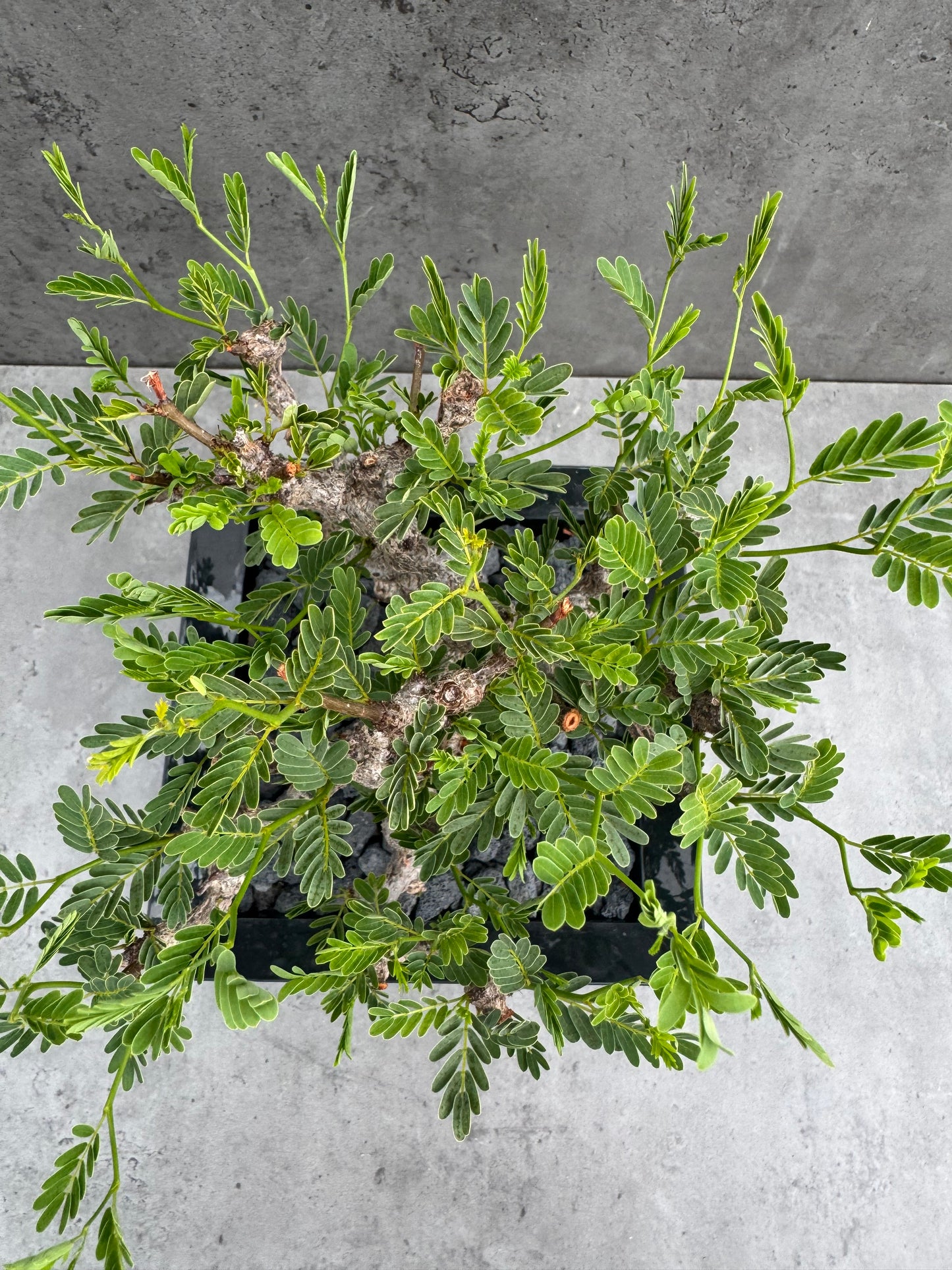 Senna meridionalis - ein exklusives Exemplar!