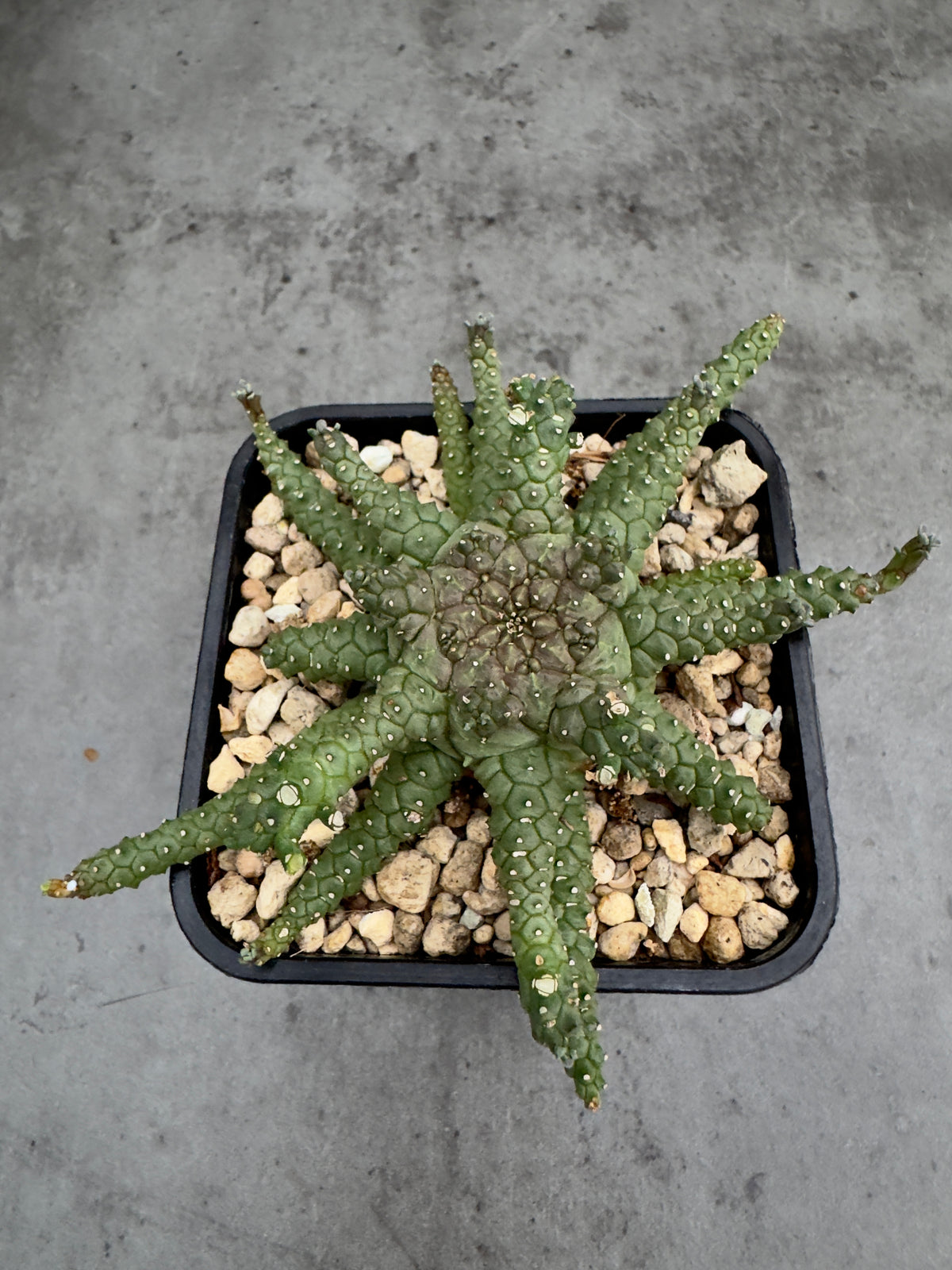 Euphorbia brevirama