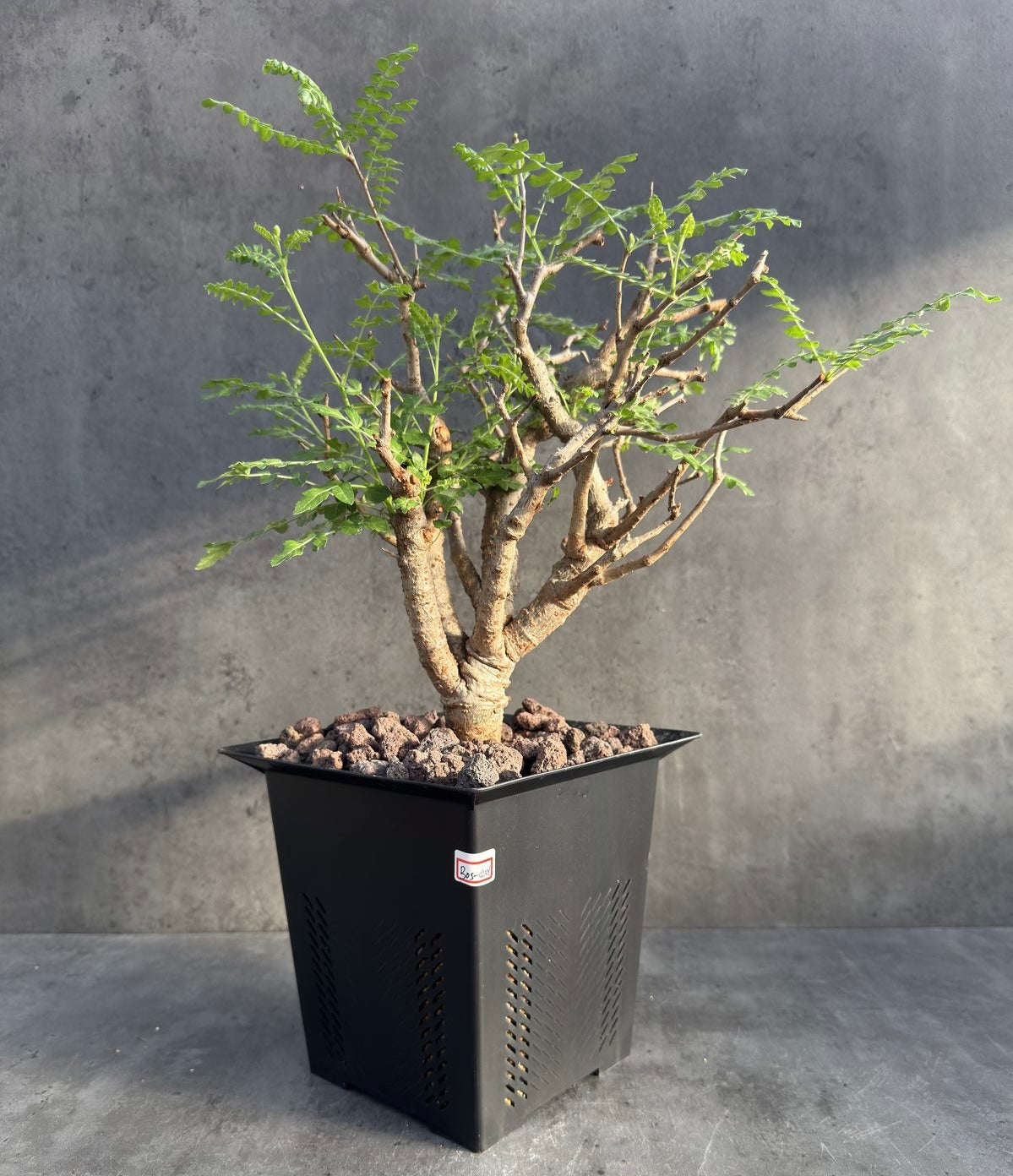 Boswellia neglecta – Afrikanischer Weihrauchbaum - XXL Exemplar
