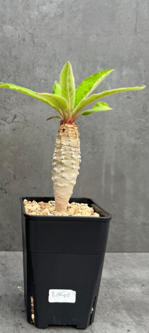 Euphorbia ankarensis