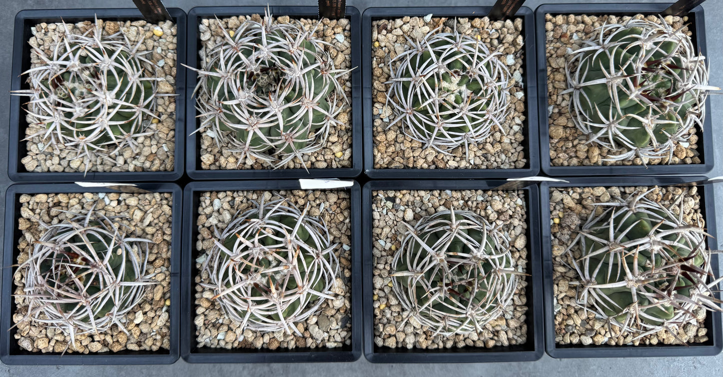 Gymnocalycium hybopleurum - super Selektion
