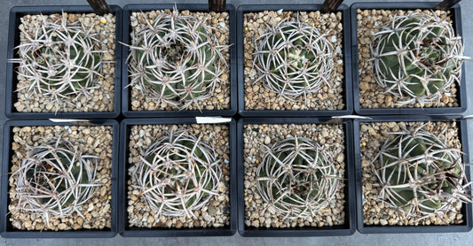 Gymnocalycium hybopleurum - super Selektion
