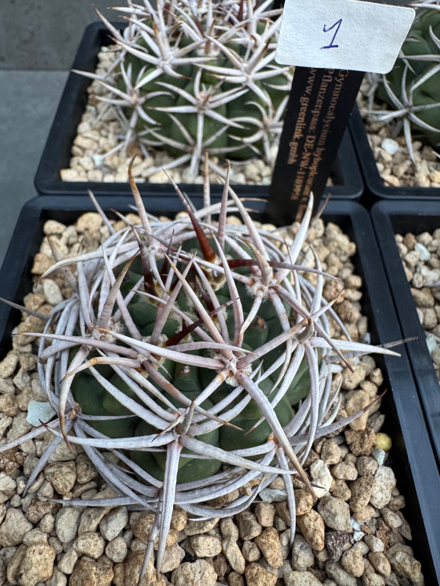 Gymnocalycium hybopleurum - super Selektion