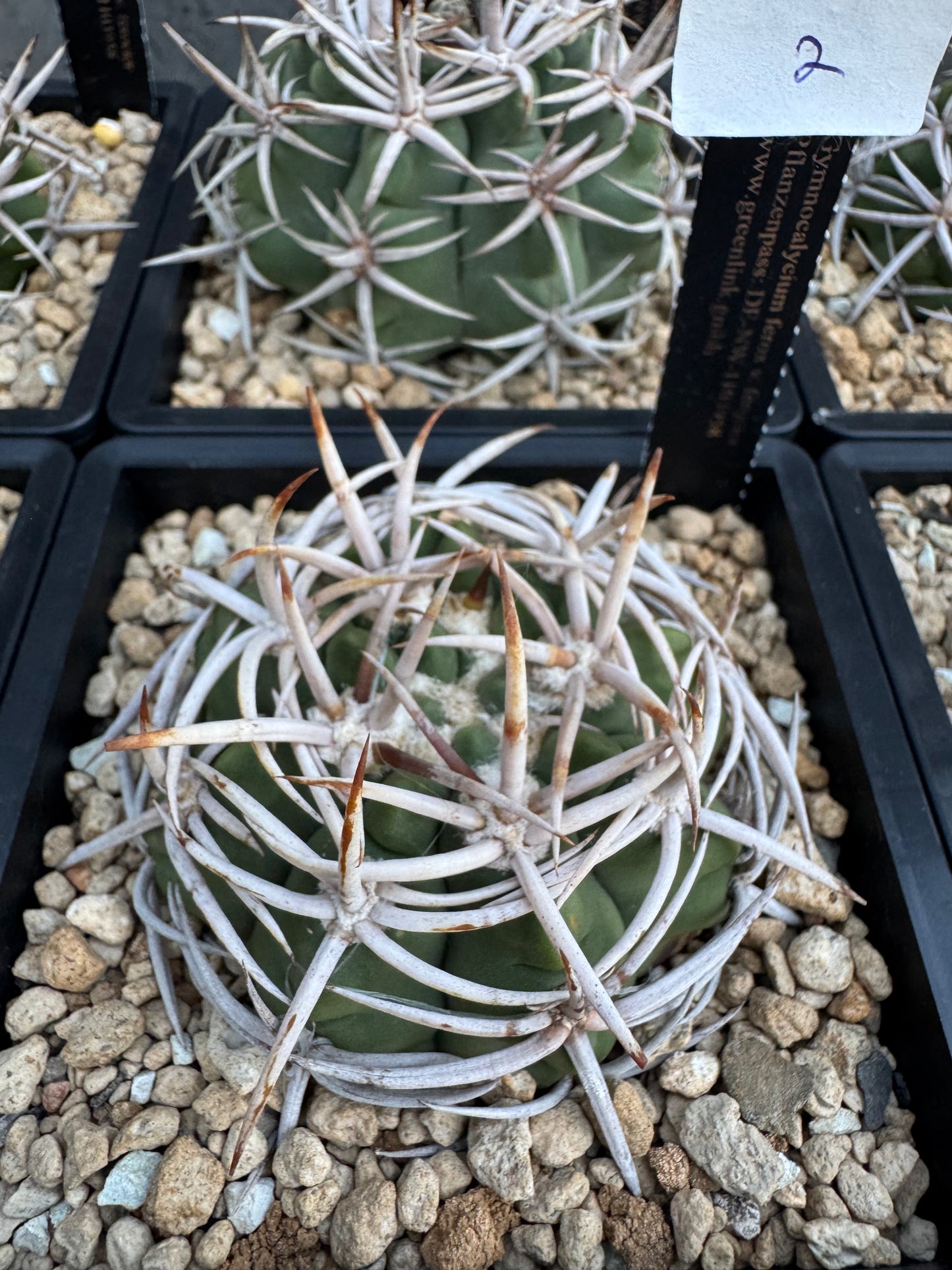 Gymnocalycium hybopleurum - super Selektion