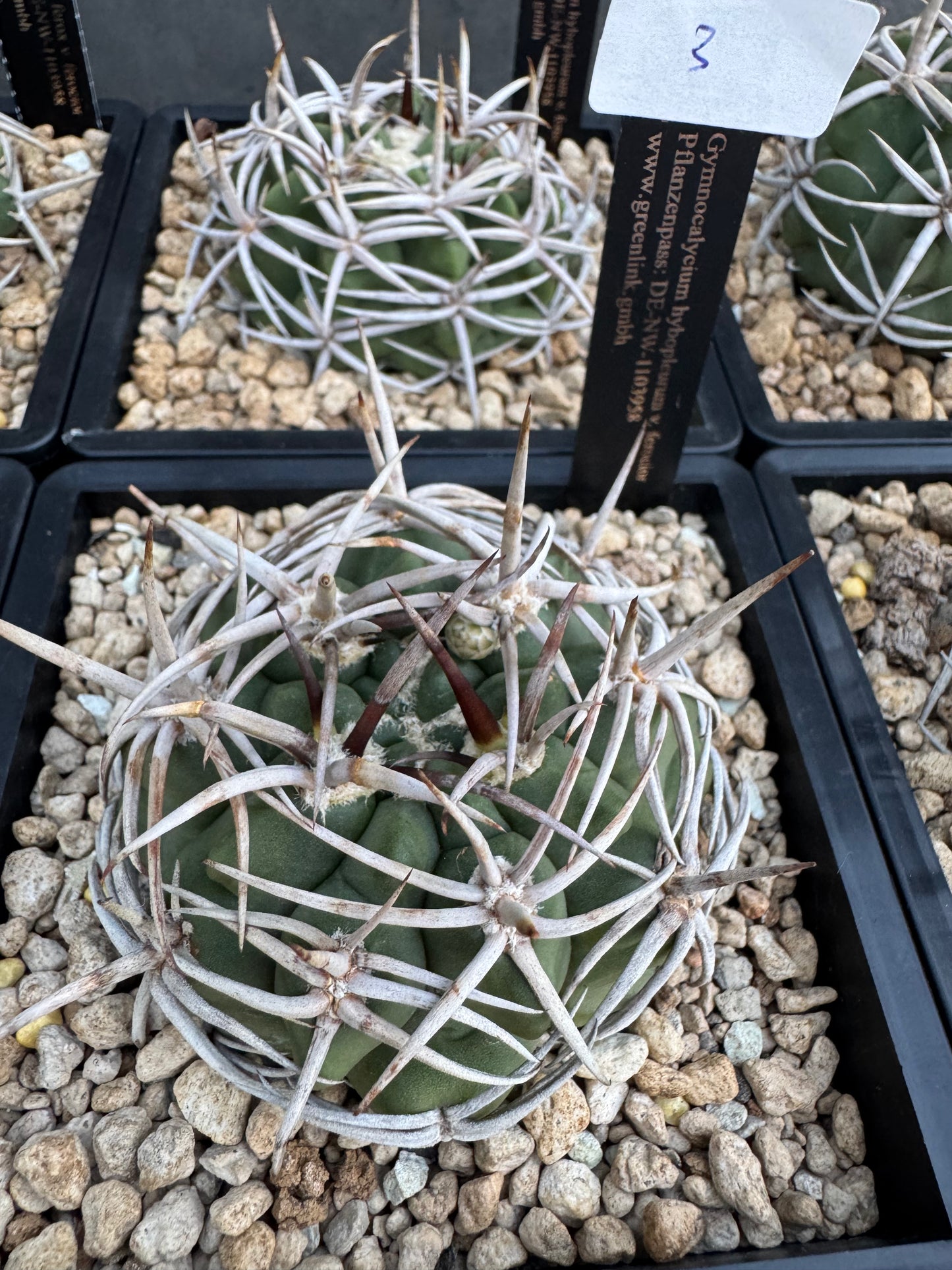 Gymnocalycium hybopleurum - super Selektion