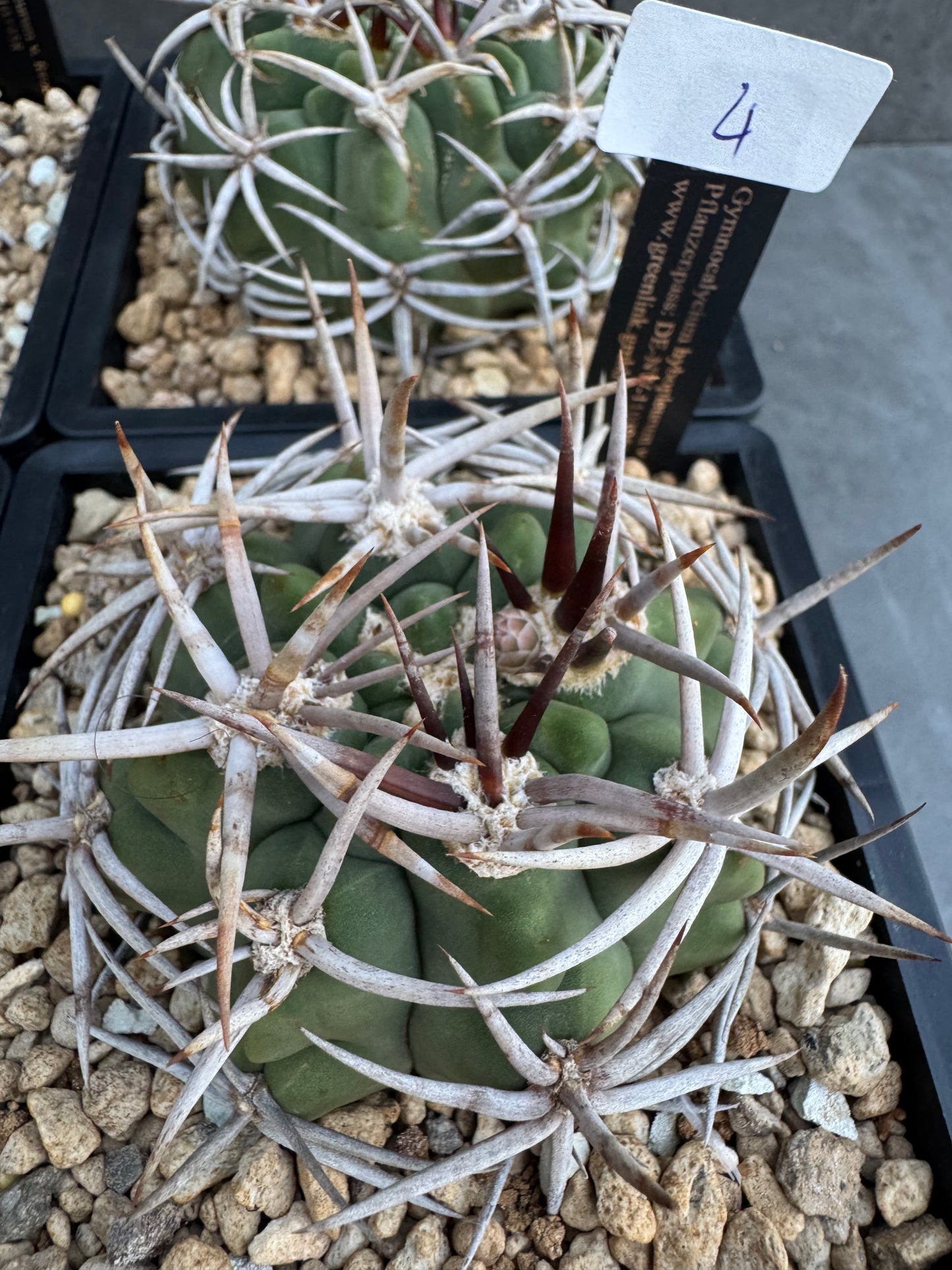 Gymnocalycium hybopleurum - super Selektion