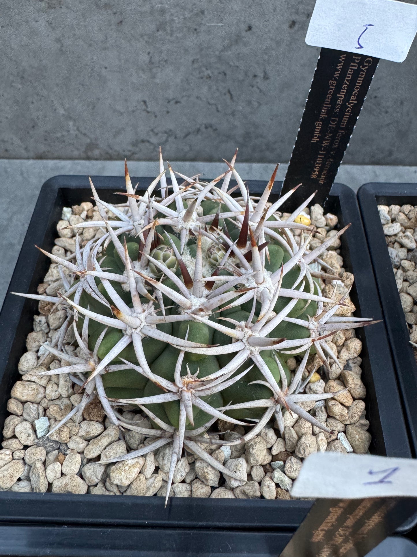 Gymnocalycium hybopleurum - super Selektion