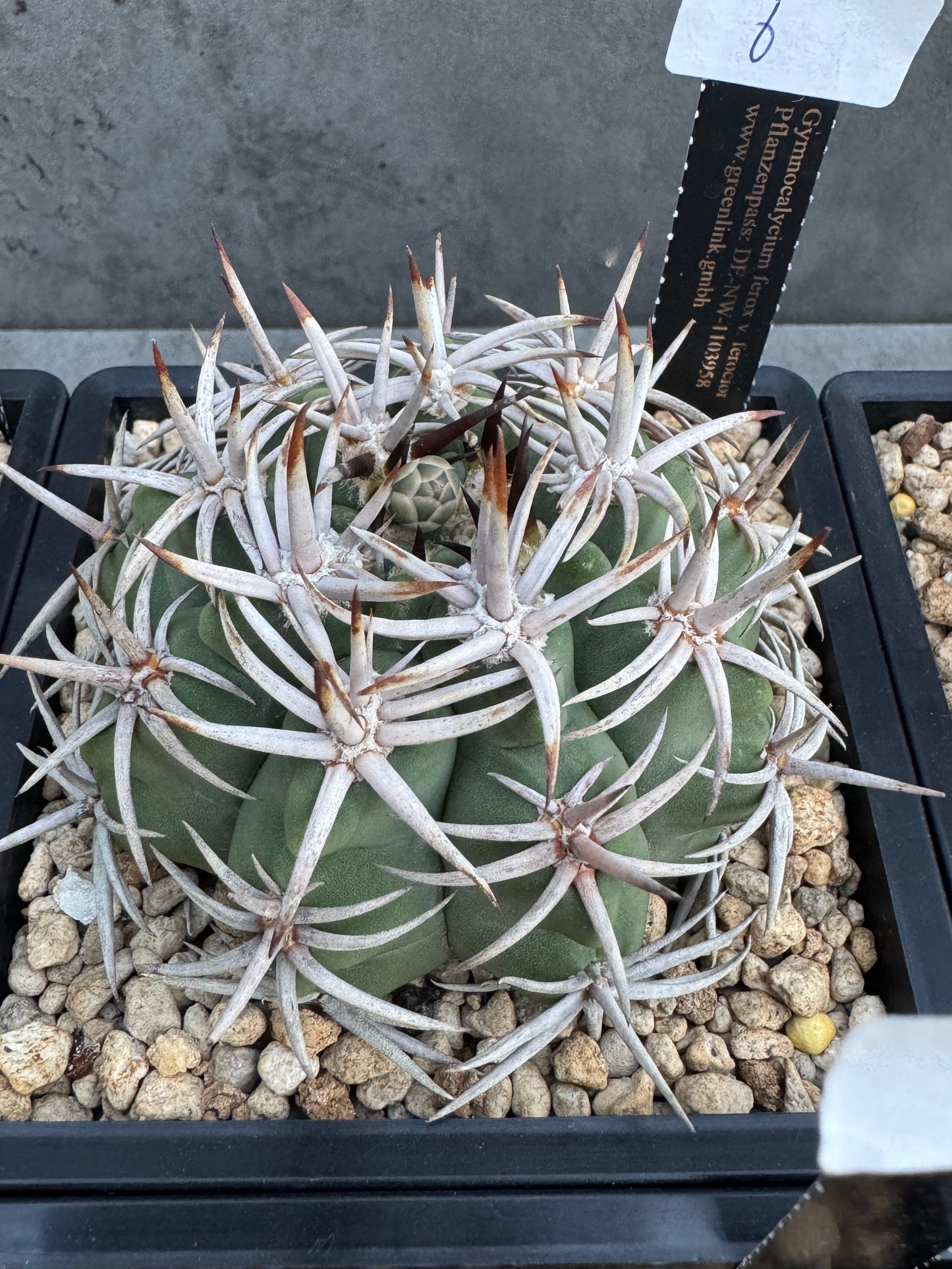 Gymnocalycium hybopleurum - super Selektion