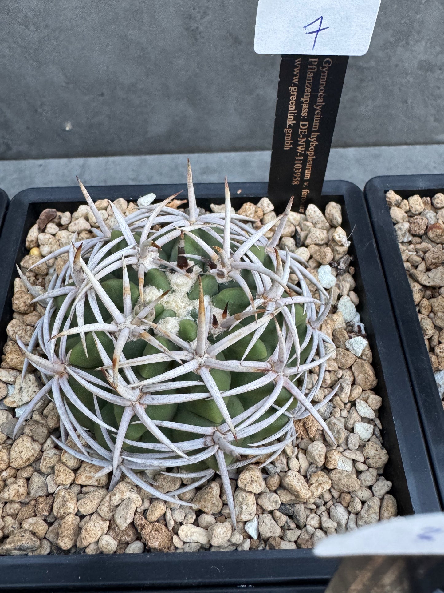 Gymnocalycium hybopleurum - super Selektion